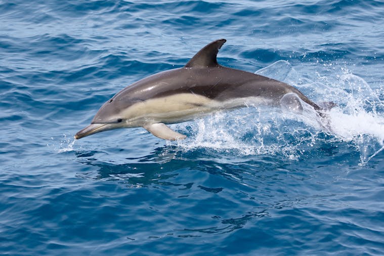 Adelaide Ocean Safari Wild Dolphin Safari