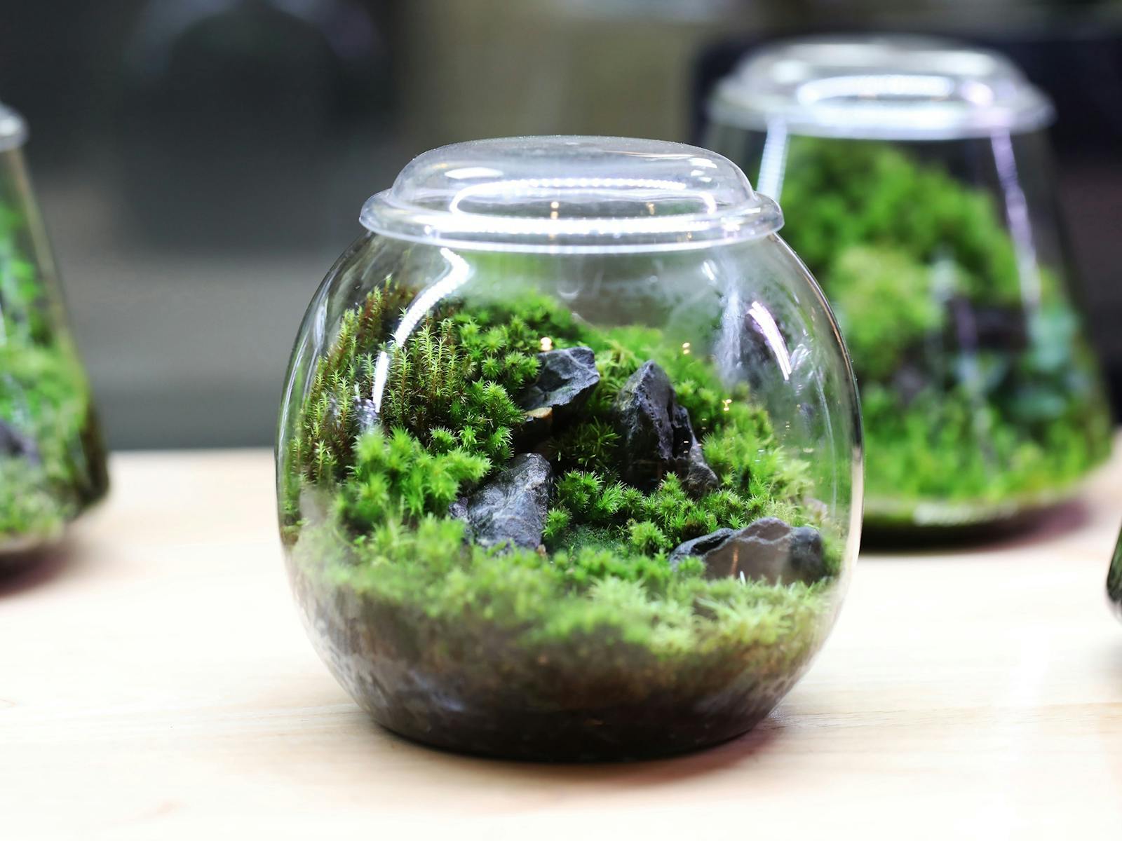 Close-up of a terrarium ecosystem inside a glass-cylindrical jar. Close-up of a terrarium ecosystem inside a glass-cylindrical jar.