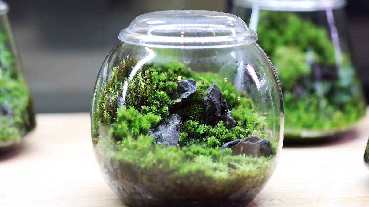 Close-up of a terrarium ecosystem inside a glass-cylindrical jar.