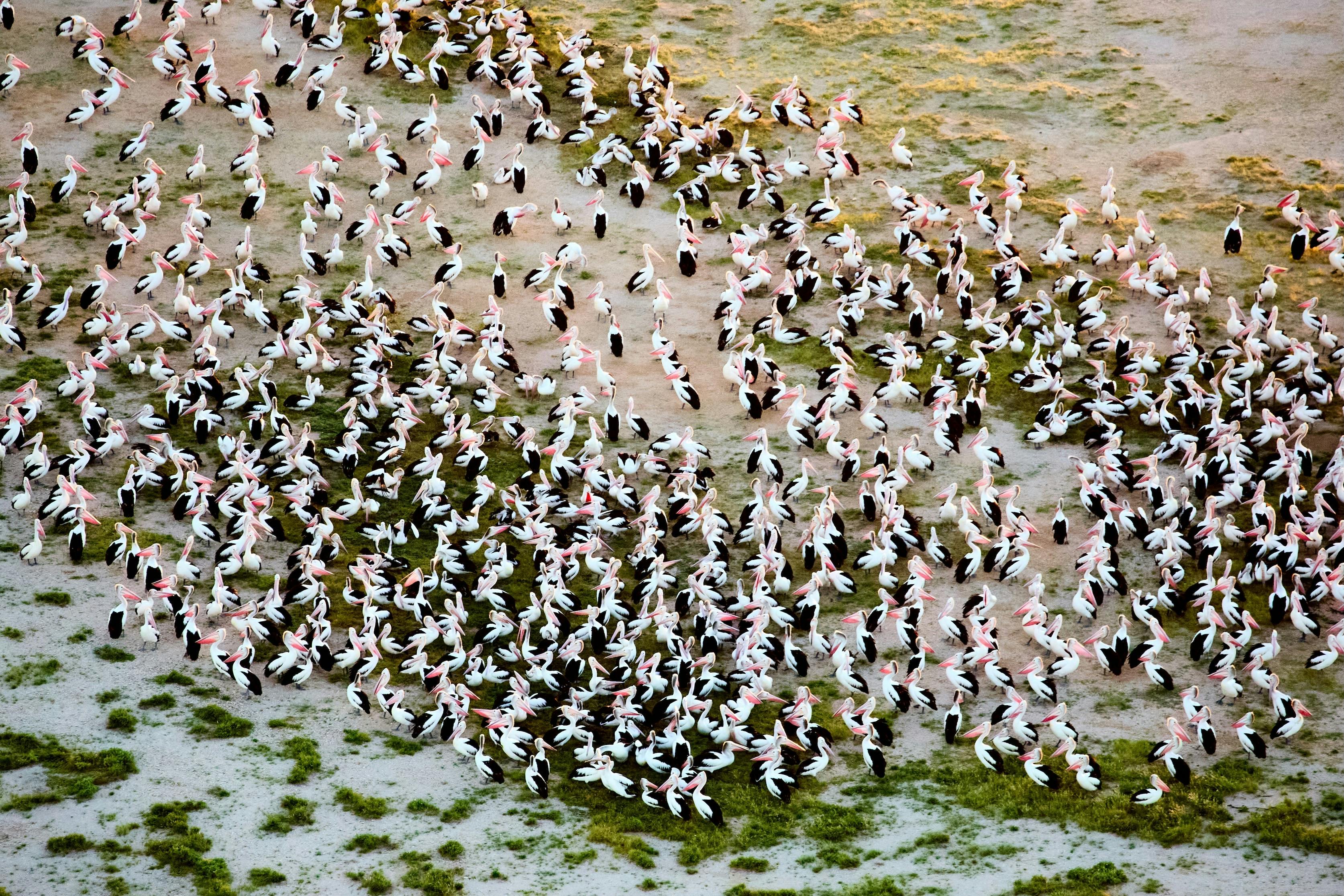 Aerial view of a large flock of Australian pelicans gathered on a wetland in the Channel Country nea