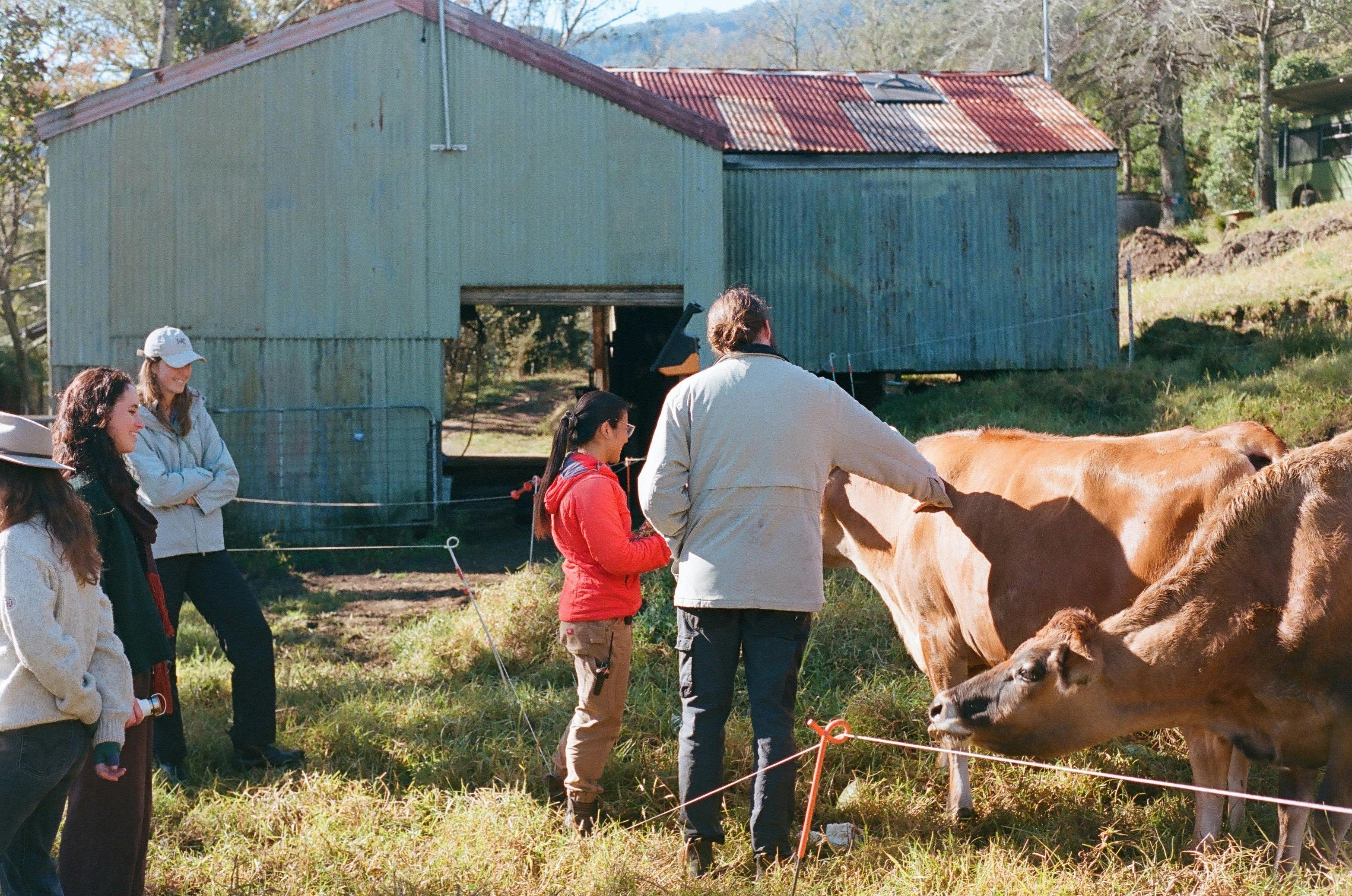 Farm tour - dairy cows