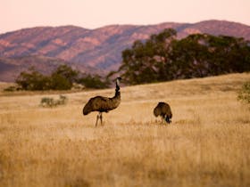 Free-roaming wildlife