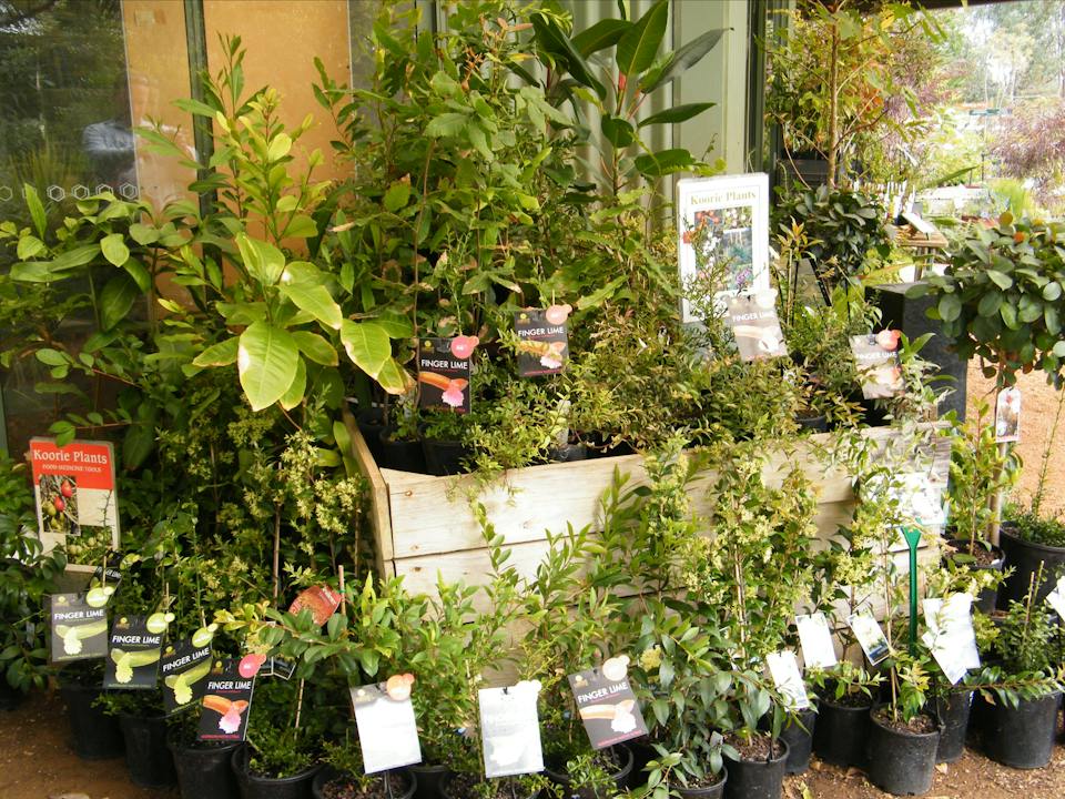 Extensive range of bush foods