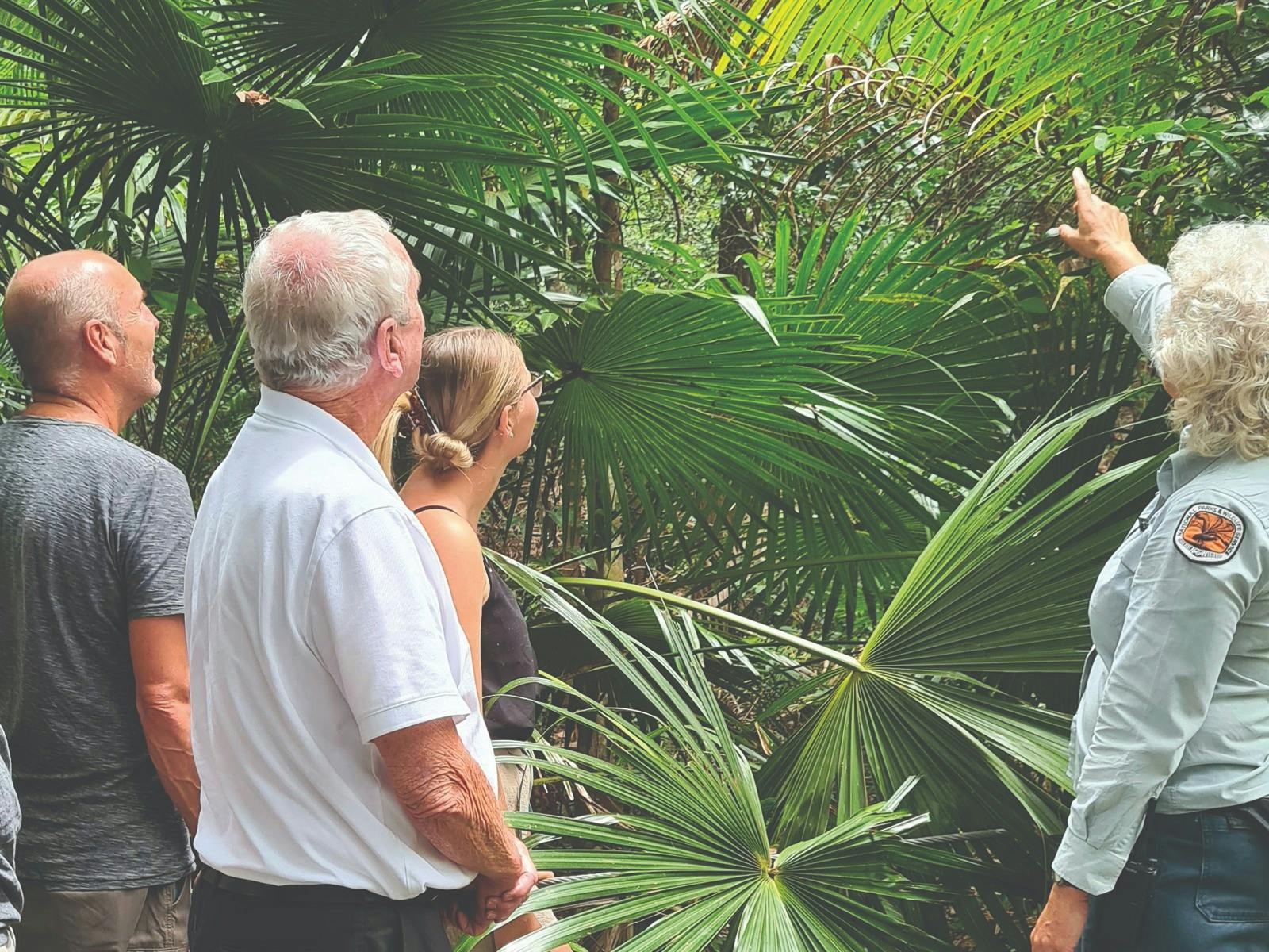 Ranger showing rainforest tree