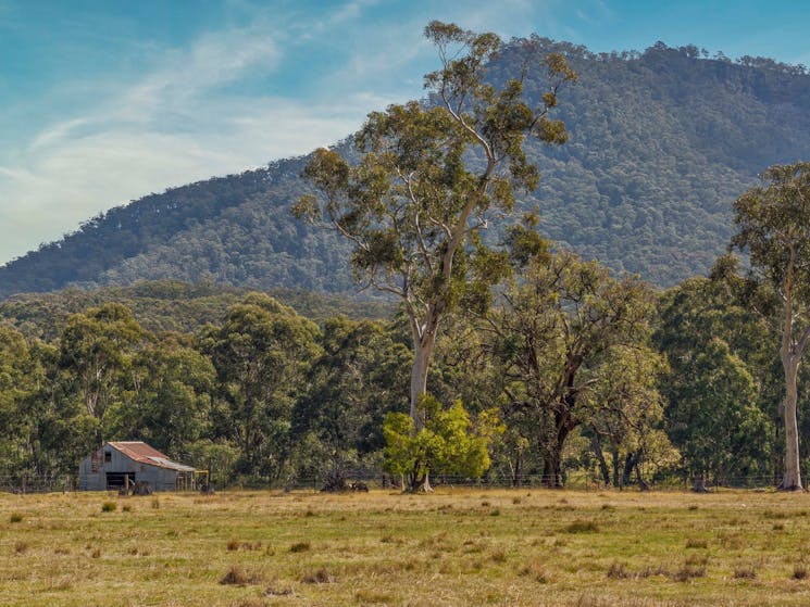 Mountain in the background with trees and grasslands in foreground