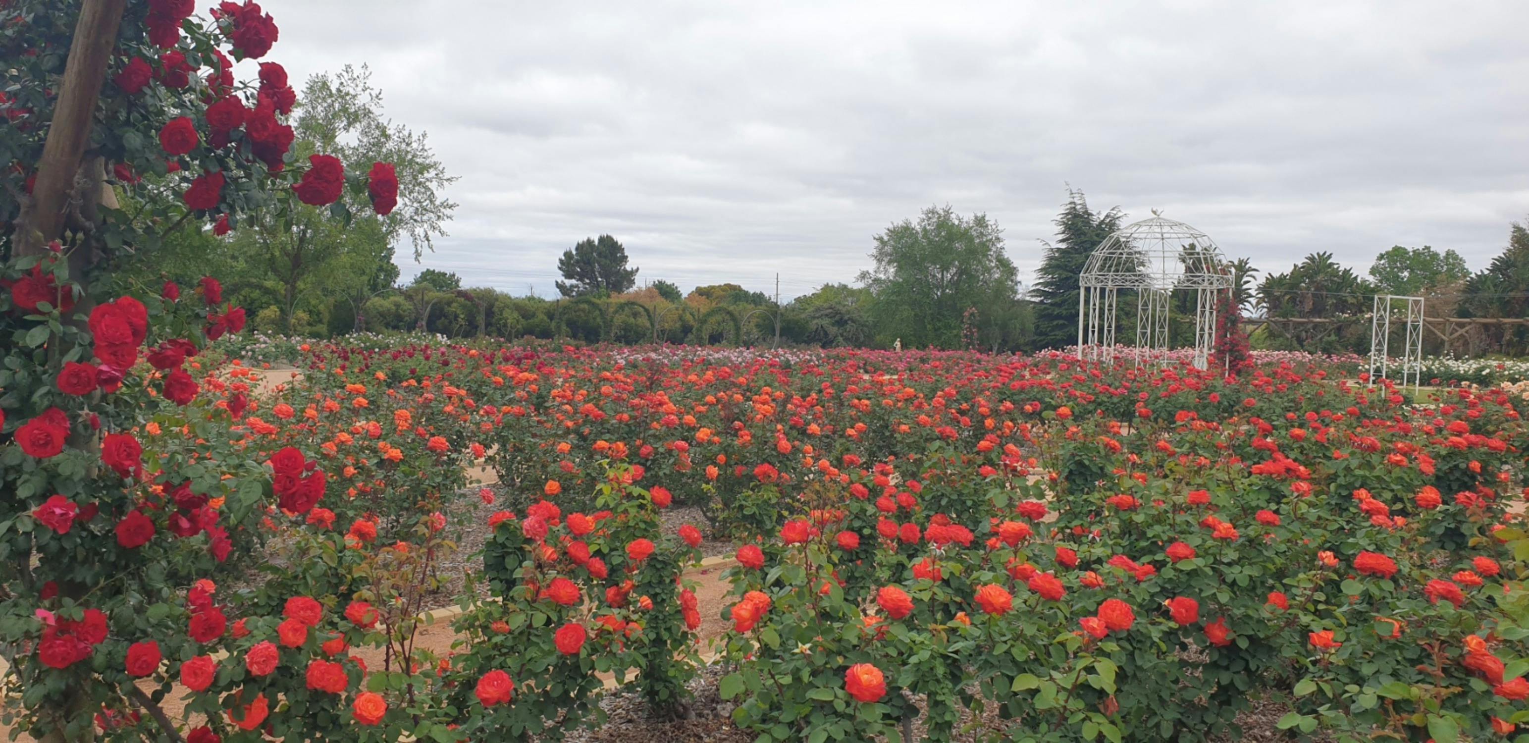Australian Inland Botanic Gardens