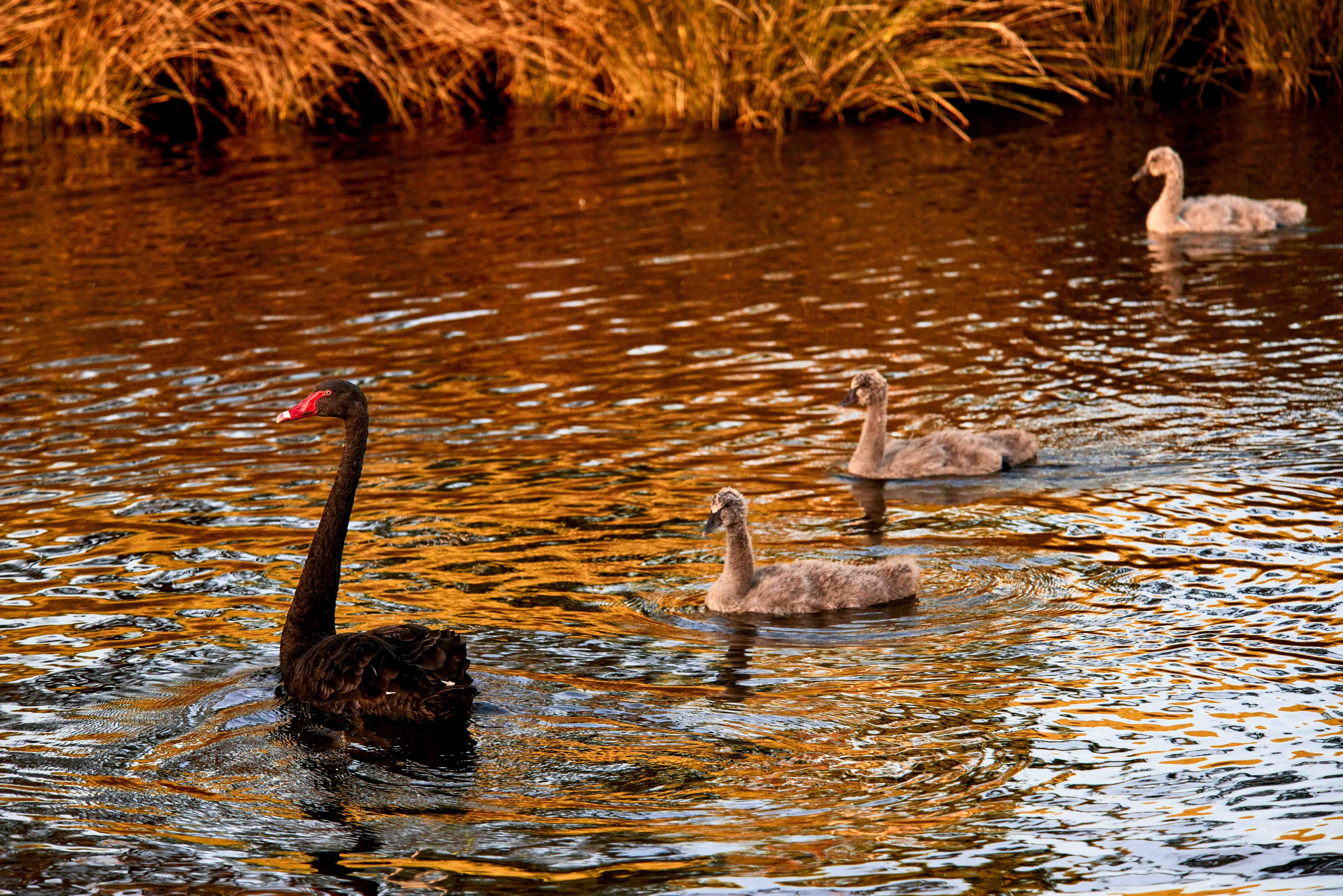 Classic Steamboat Cruises