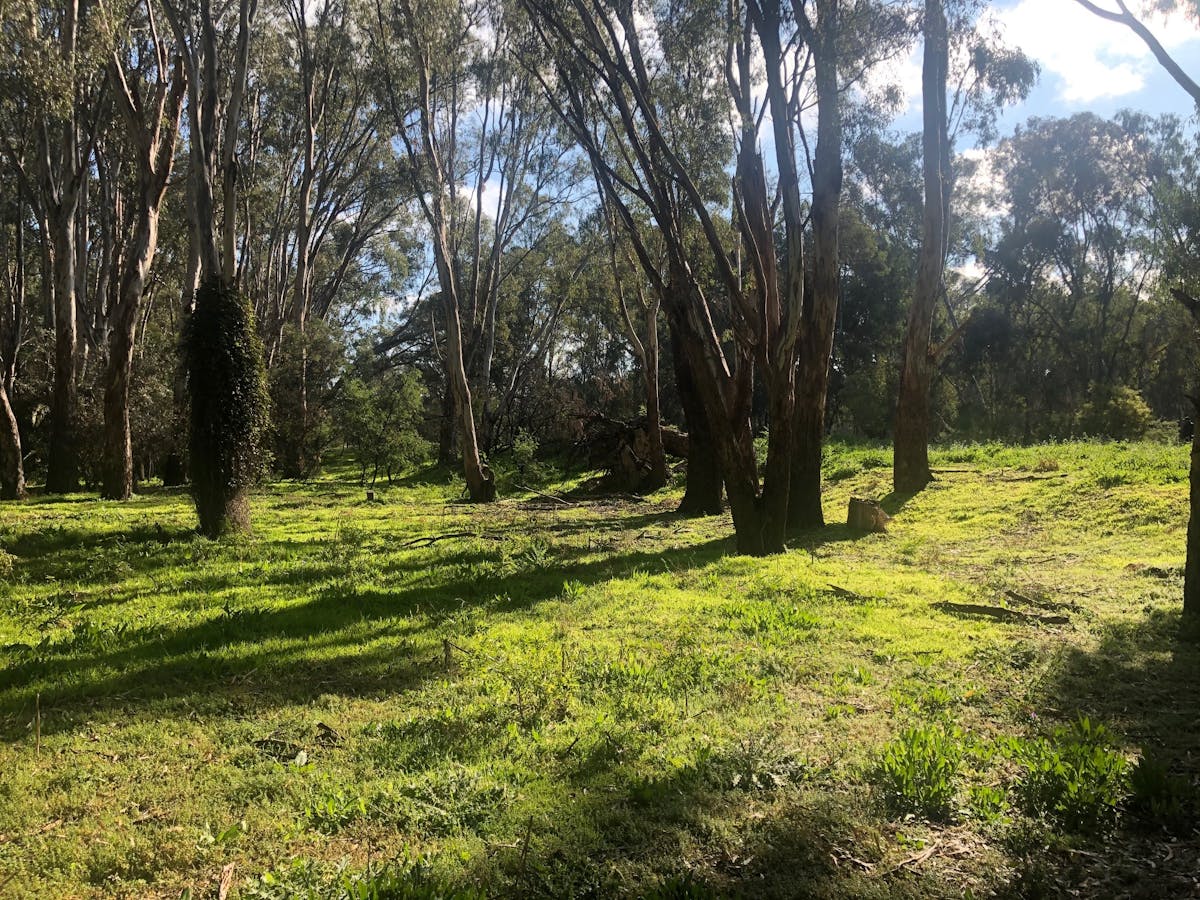 A landscape of green grass and towering gums. There are no roads visible.