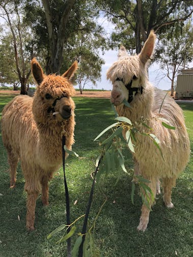 Visit an alpaca farm and get up and personal with these gentle and unique animals
