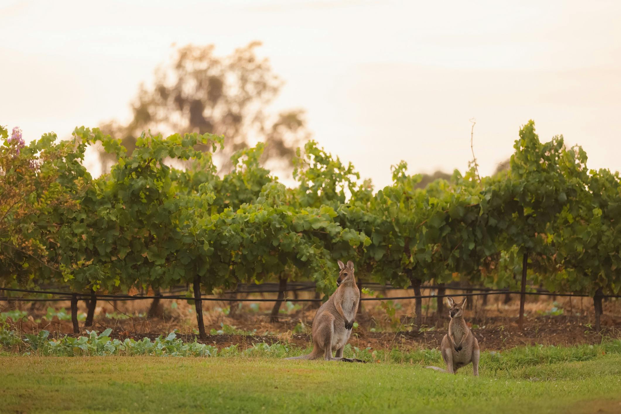 Private Hunter Valley Wine Tour NSW Holidays & Things