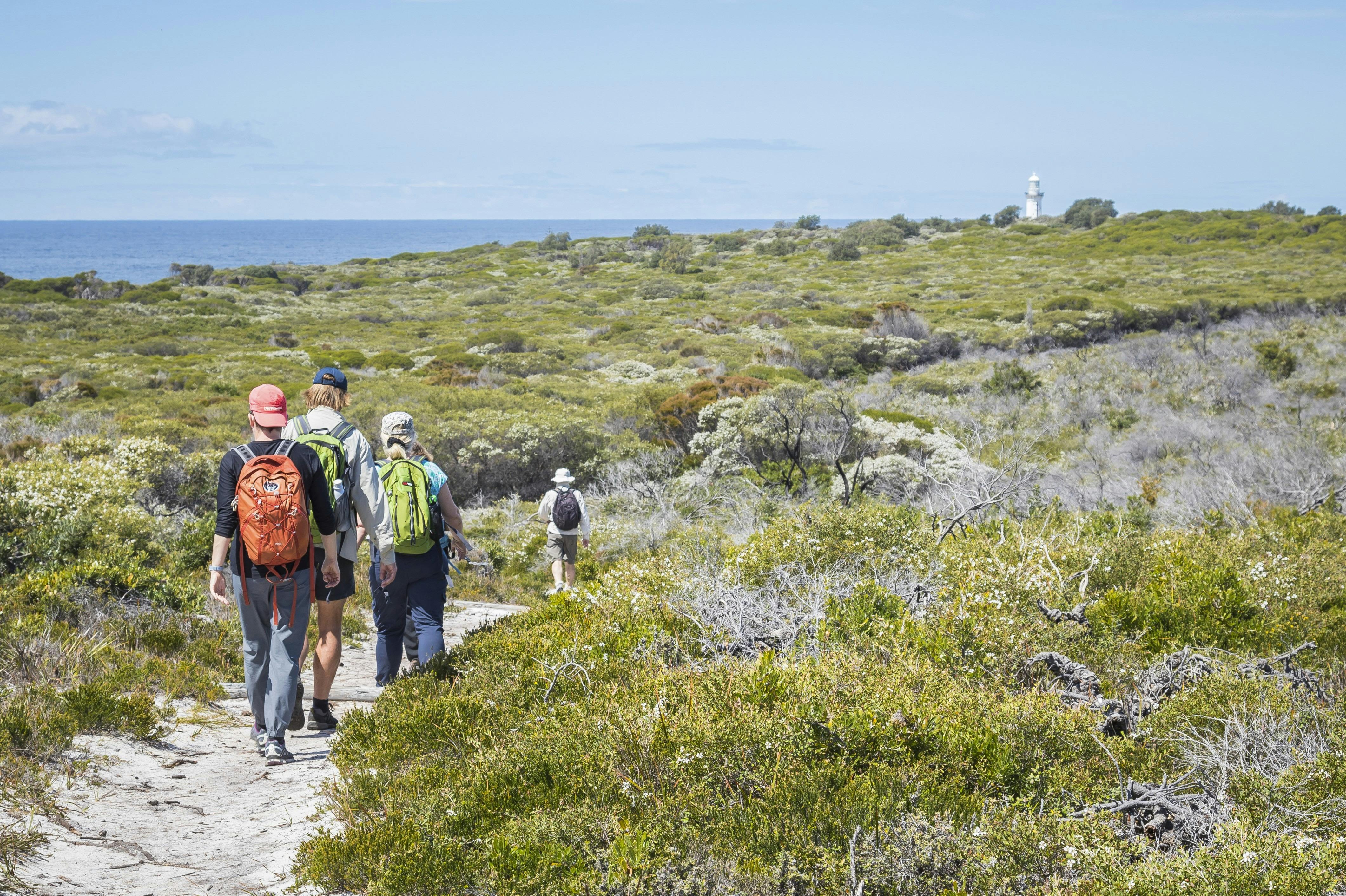 Walking through coastal heath on the Light to Light walk