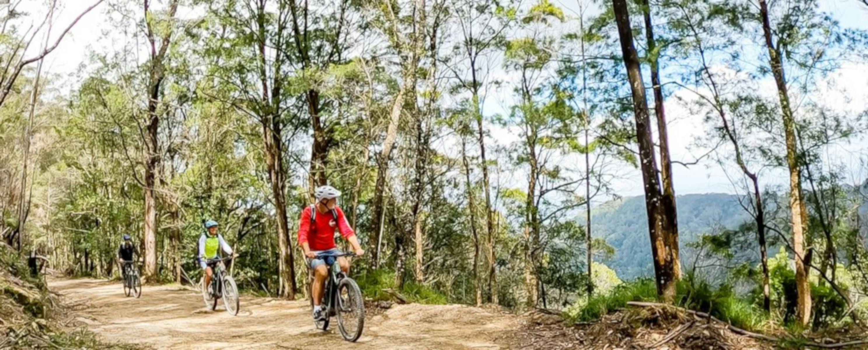 Riders in the forest at Nightcap National Park