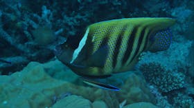 Frankland Islands Dive Site