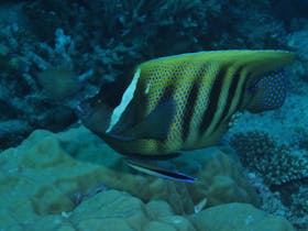 Frankland Islands Dive Site
