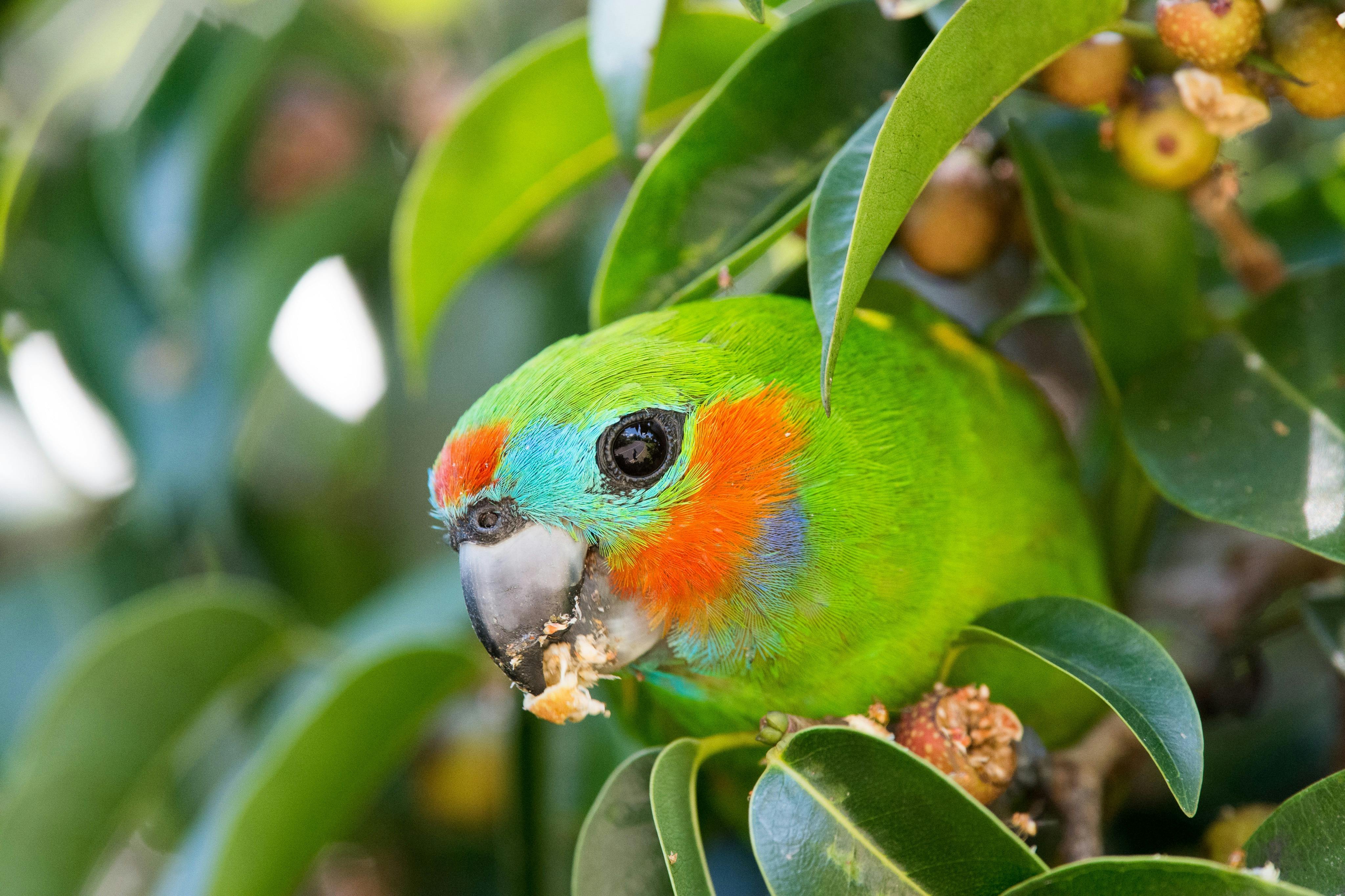 Double-eyed fig parrot eating in tree