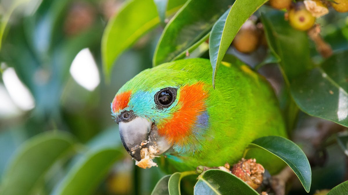 Double-eyed fig parrot eating in tree