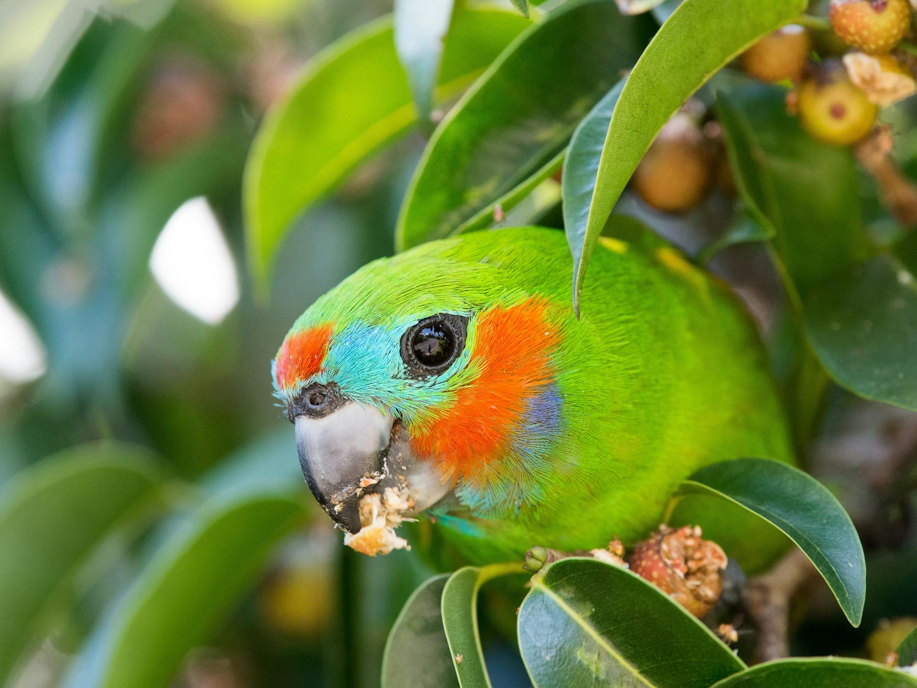 Double-eyed fig parrot eating in tree