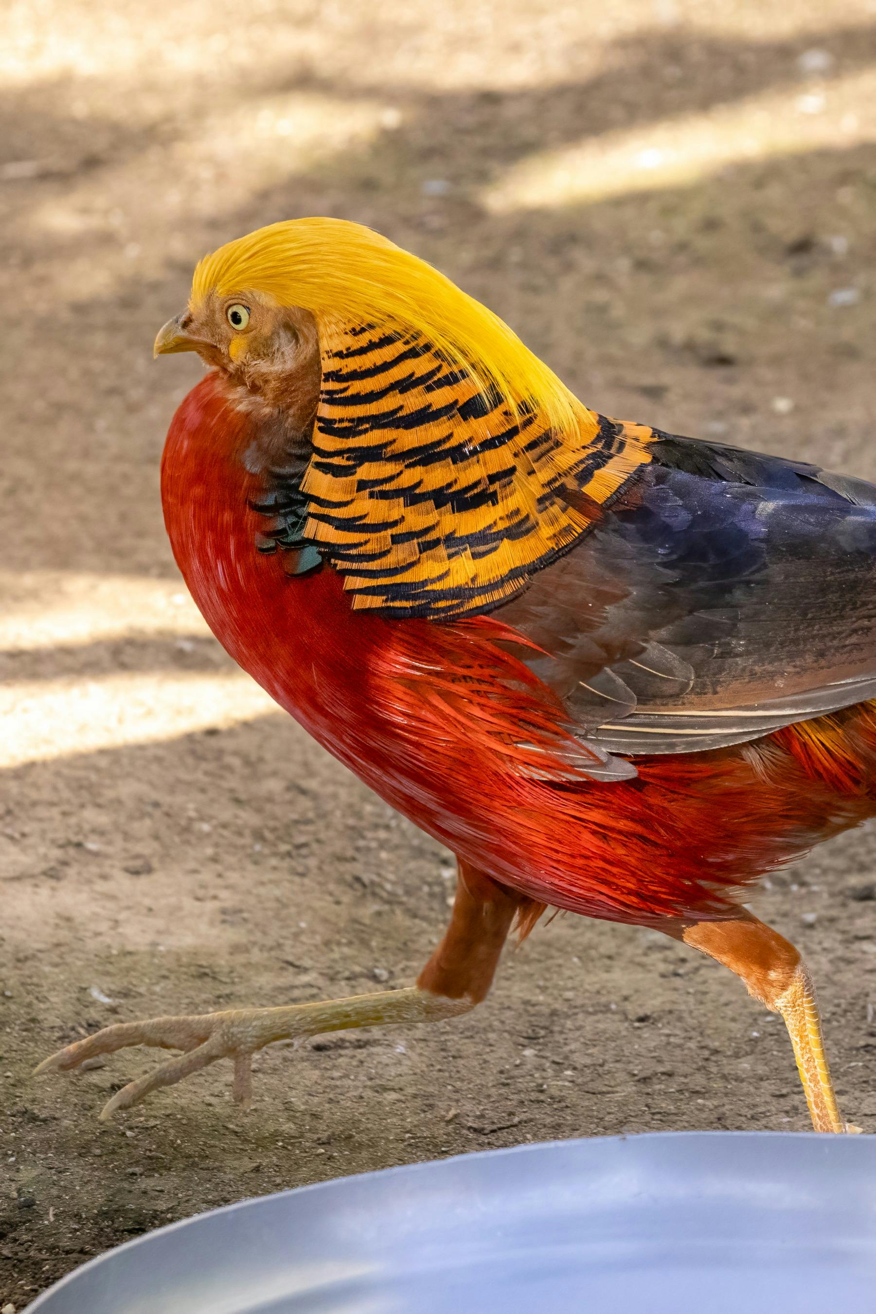 Male Golden Pheasant at the CWIA