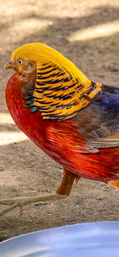 Male Golden Pheasant at the CWIA