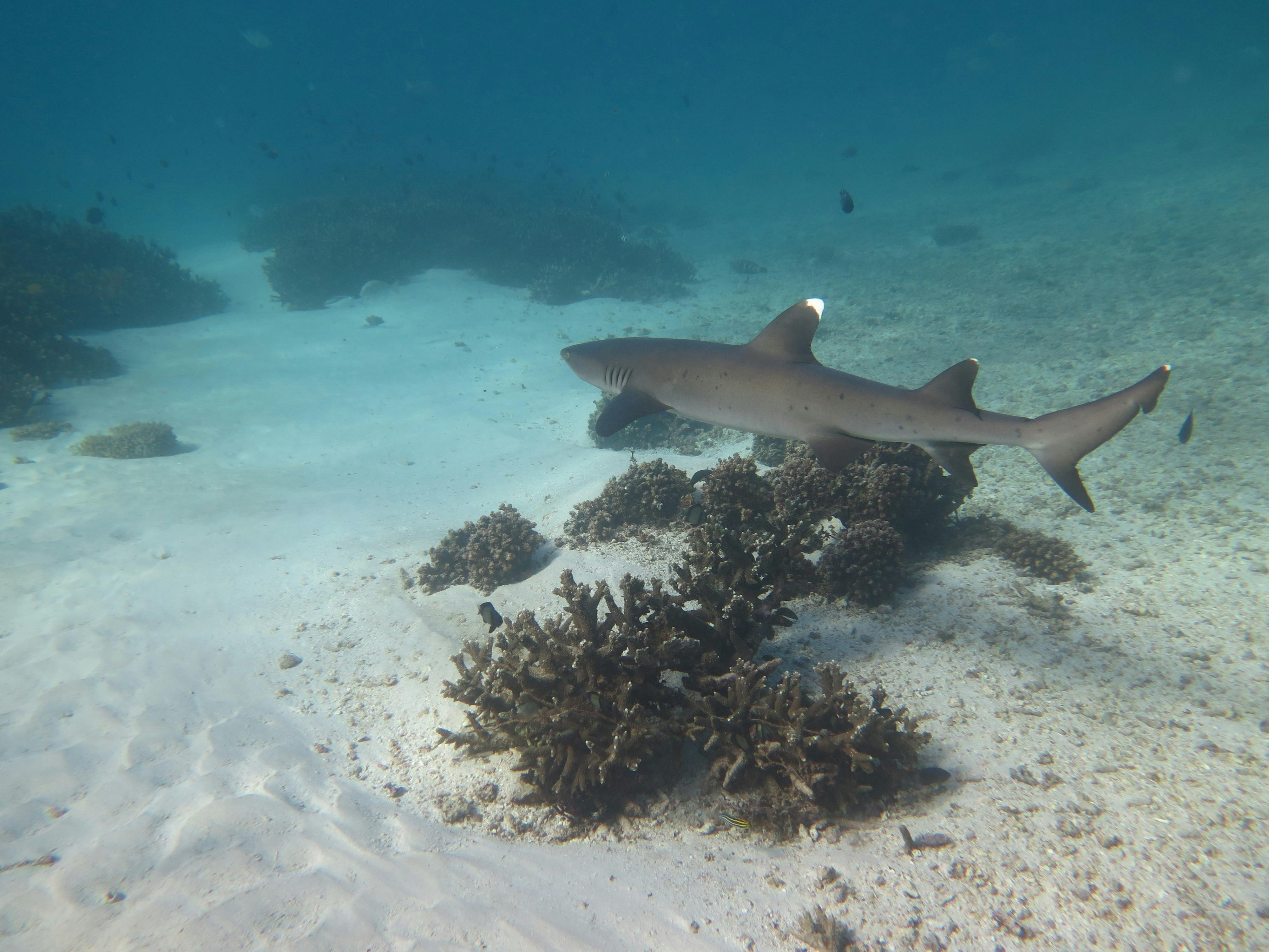 Coral Coast Tours