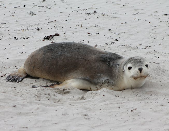 3 Day Kangaroo Island private 4WD tour