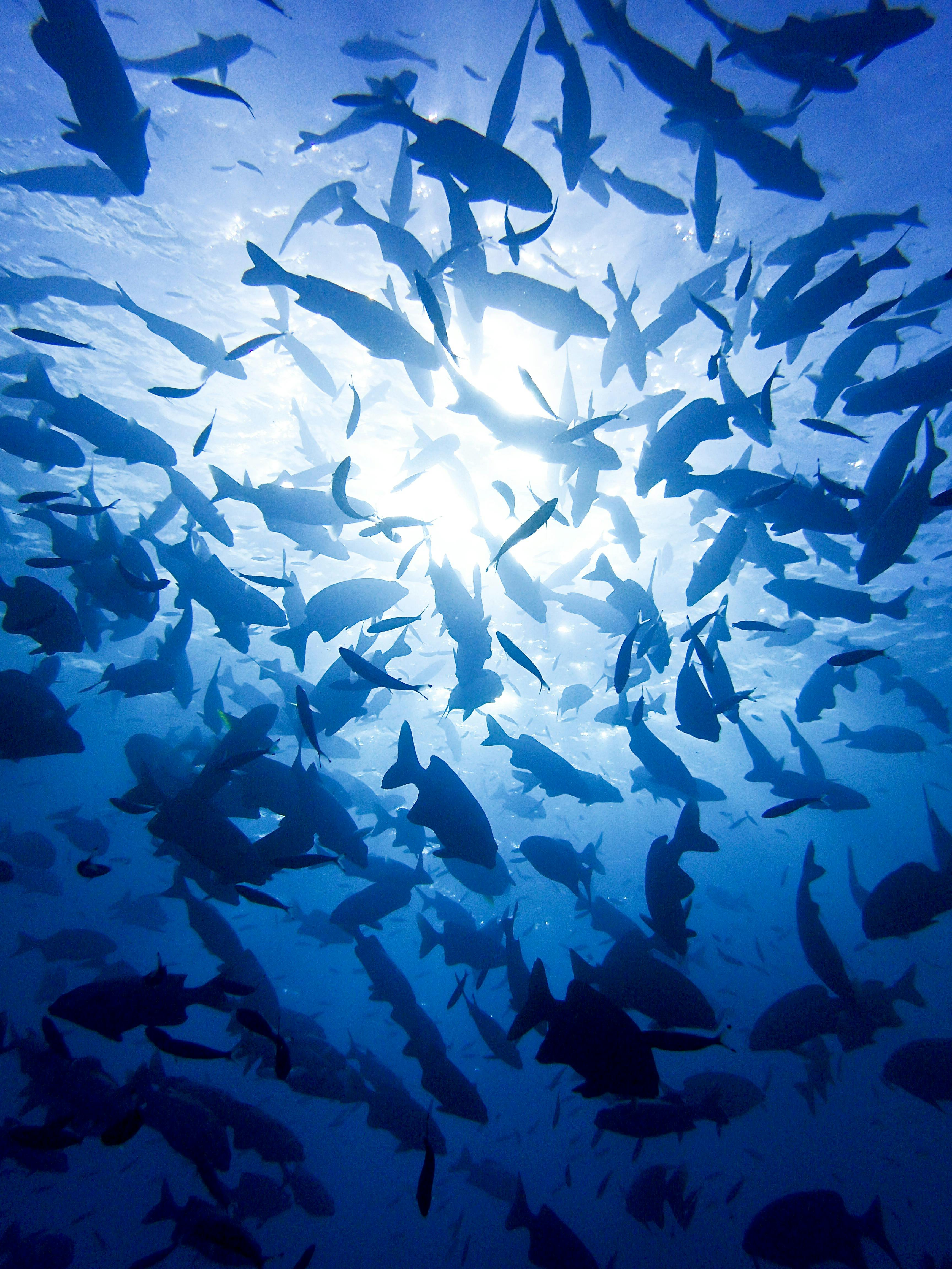 Accessing some of the best Outer Barrier Reef locations