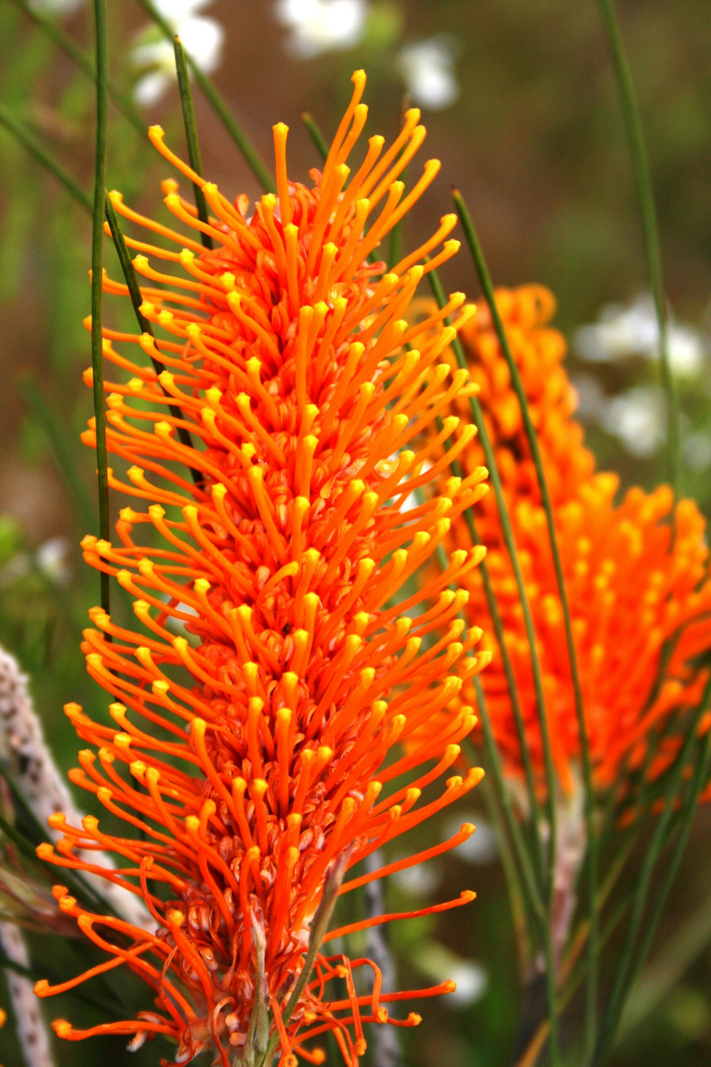 Wongan Hills Wildflowers
