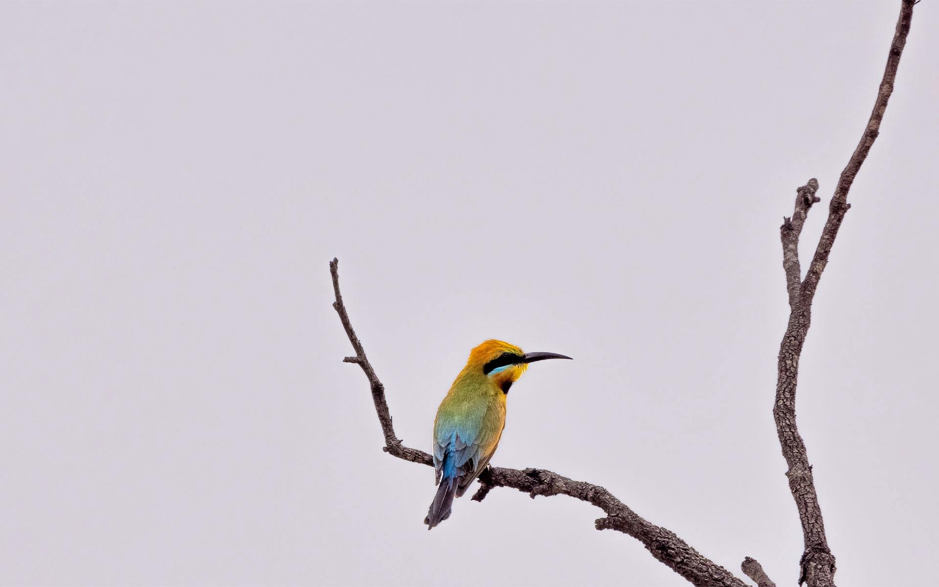 A colourful bird perched on a branch