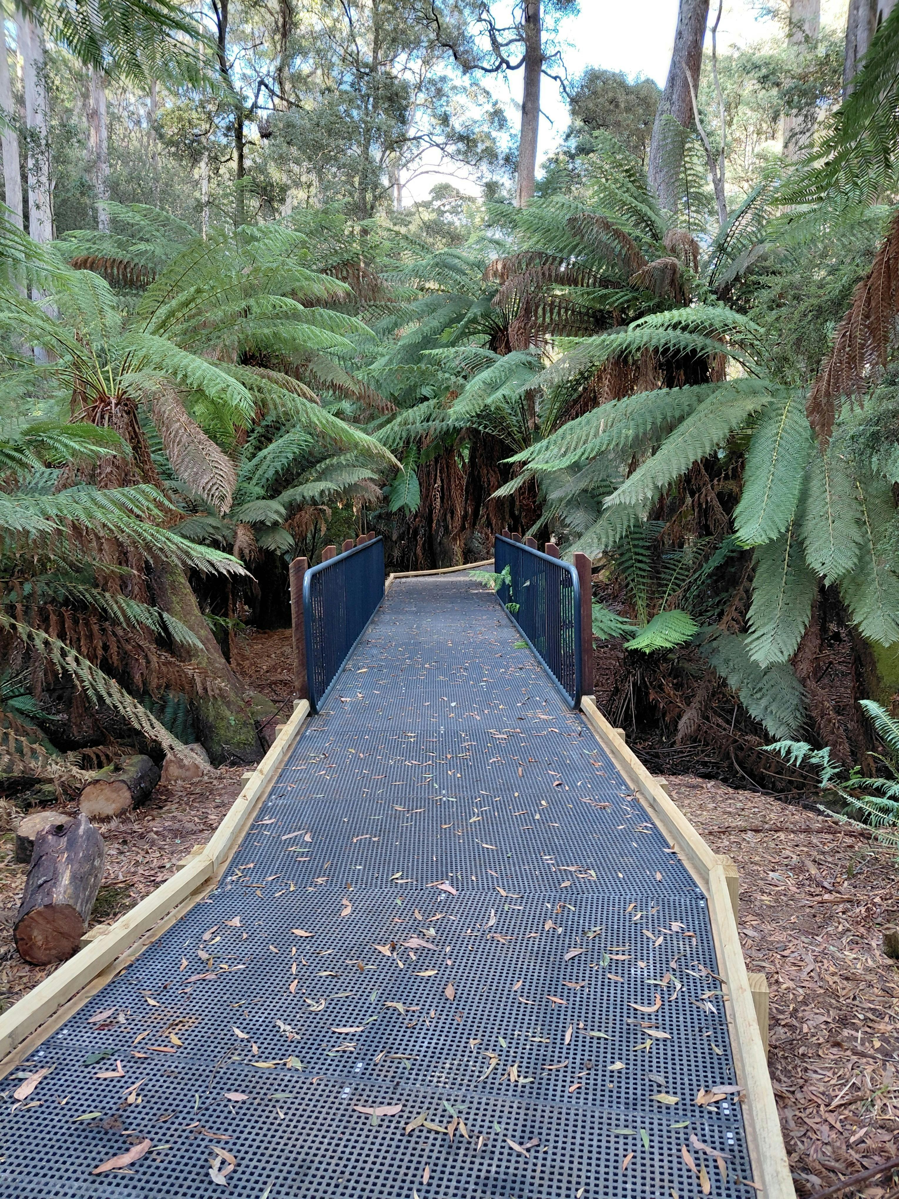 boarded walkway with ferns on either side