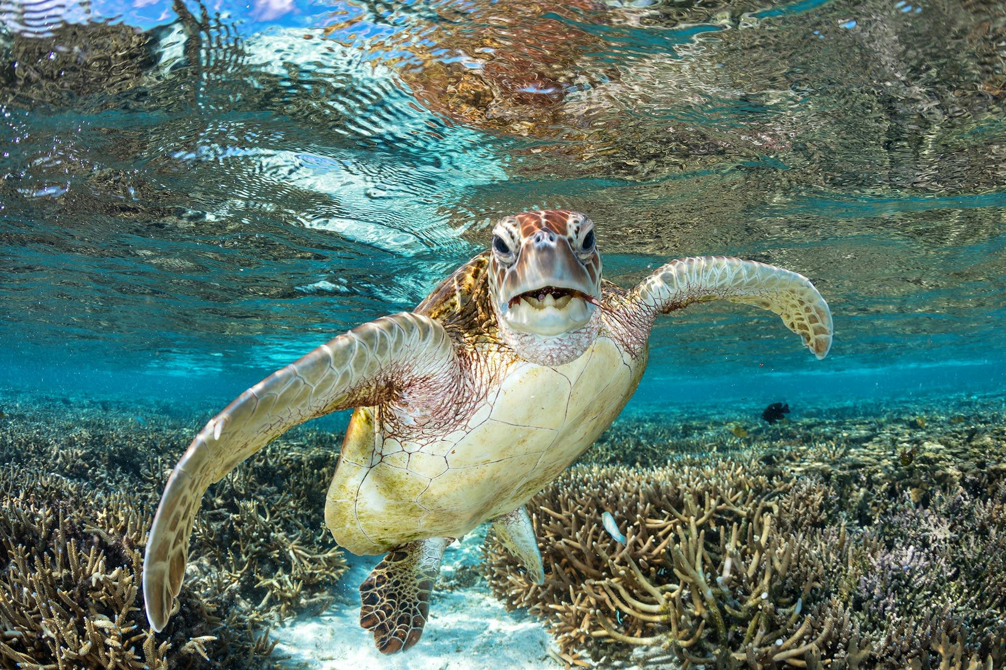 Superyacht Voyages - swim with turtles