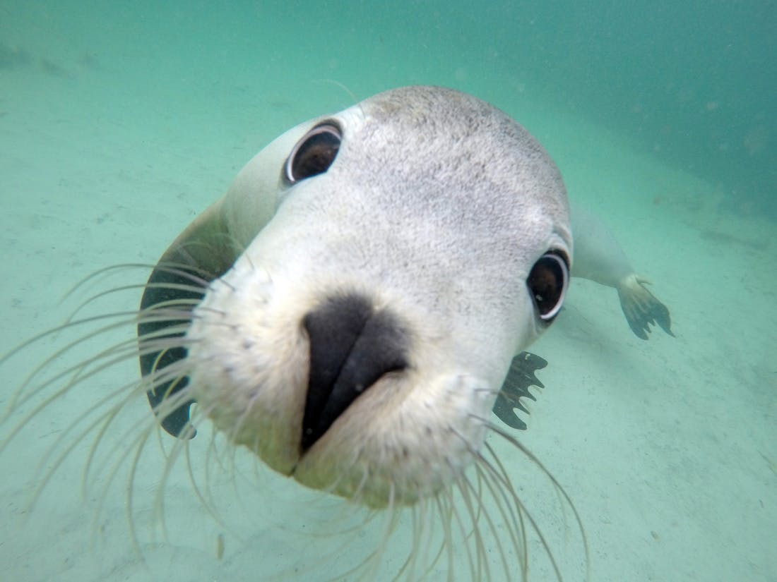 Swim with the Sealions - Port Lincoln, Tour Service | South Australia