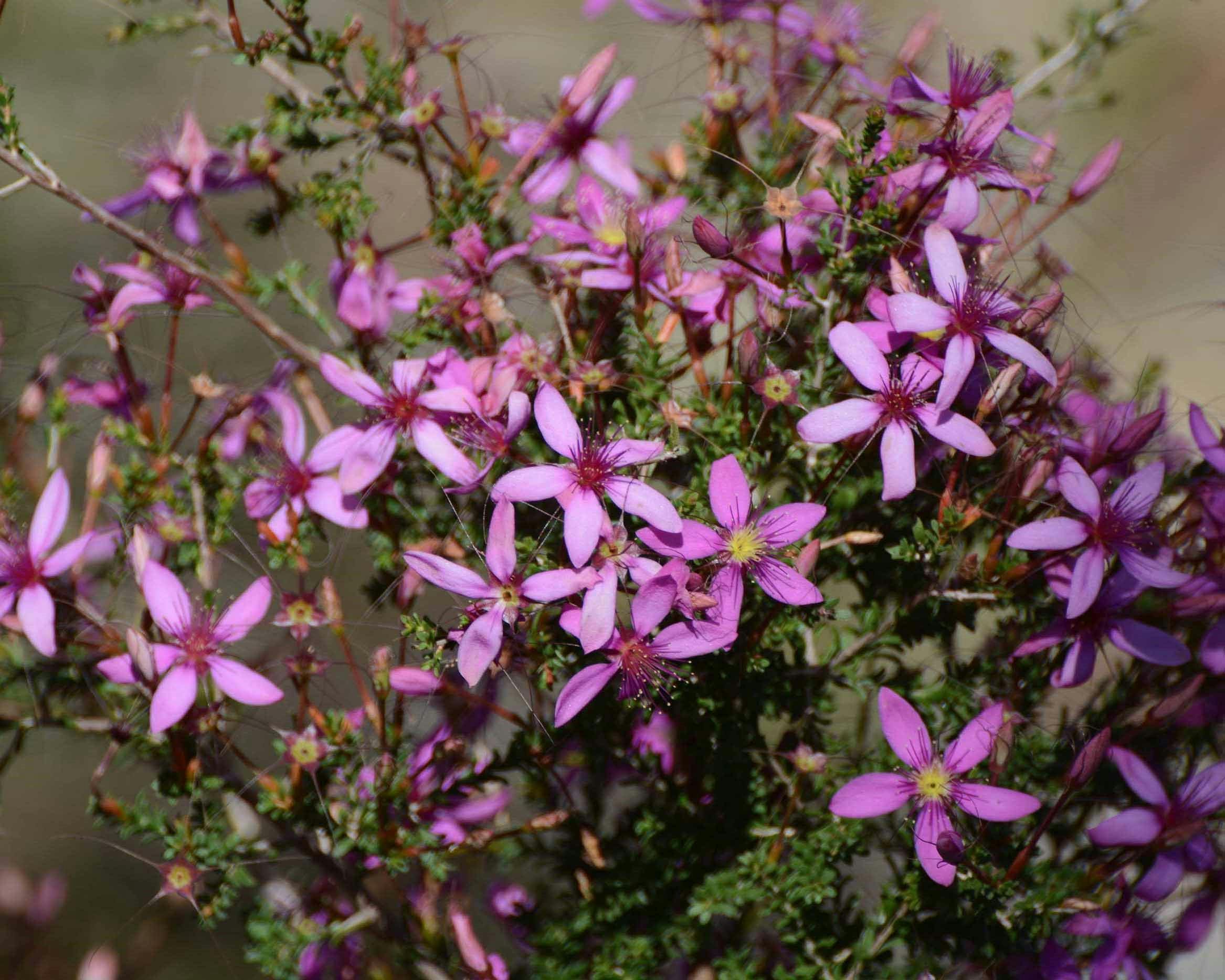 Perth Birds and Bush, Leeming, Western Australia