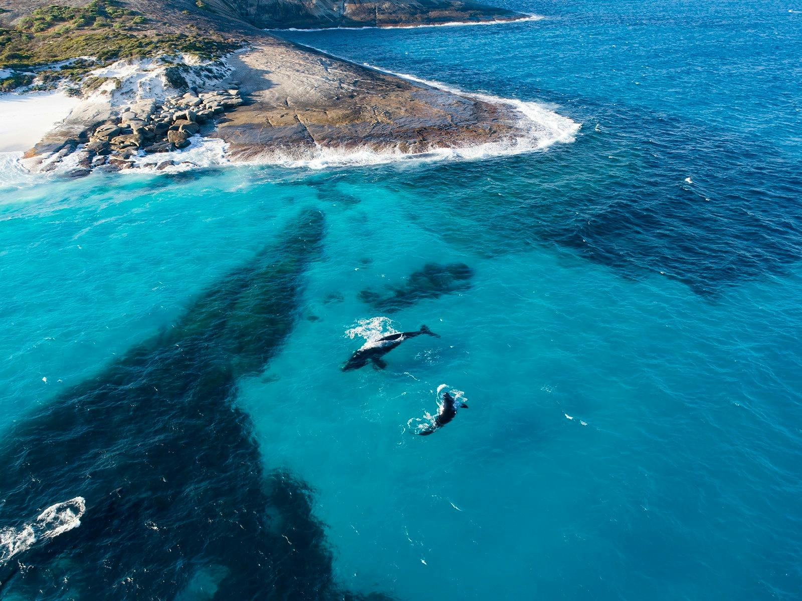 Whales swimming, Cape Arid National Park Coastline, Western Australia