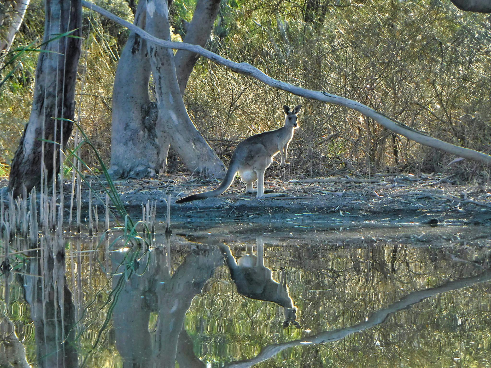 A kangaroo on the banks of a side creek of the Murray River - view from a kayak.
