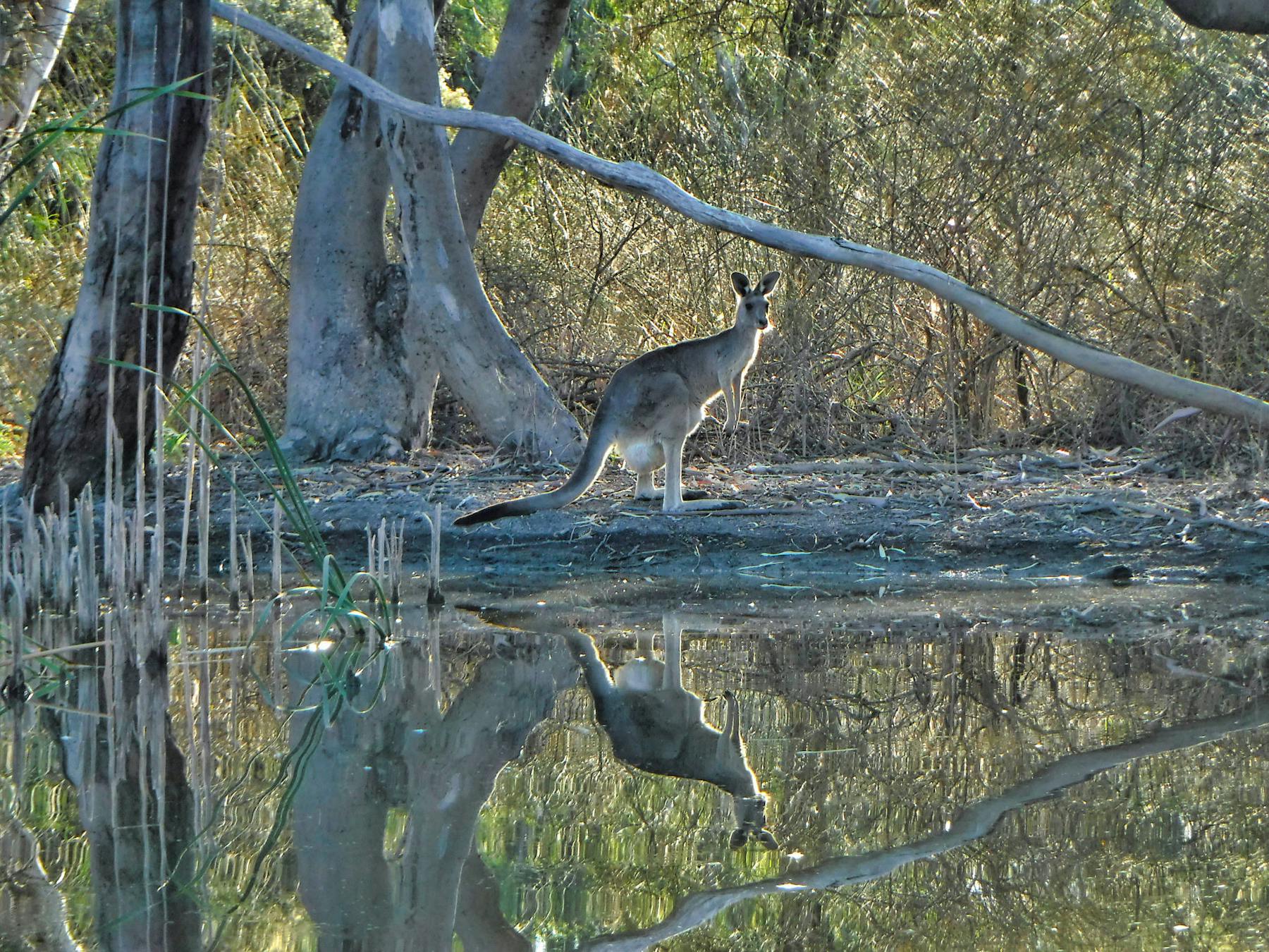 A kangaroo on the banks of a side creek of the Murray River - view from a kayak.