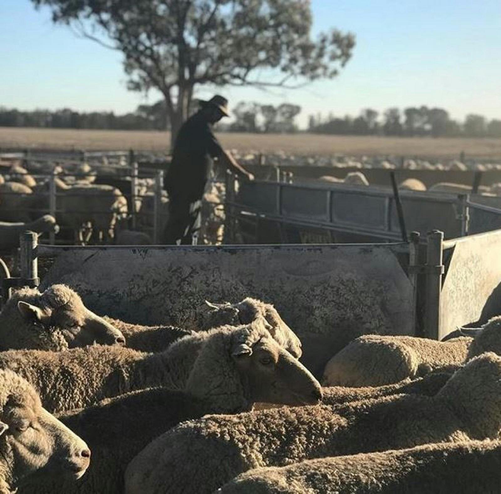 Outback Lamb