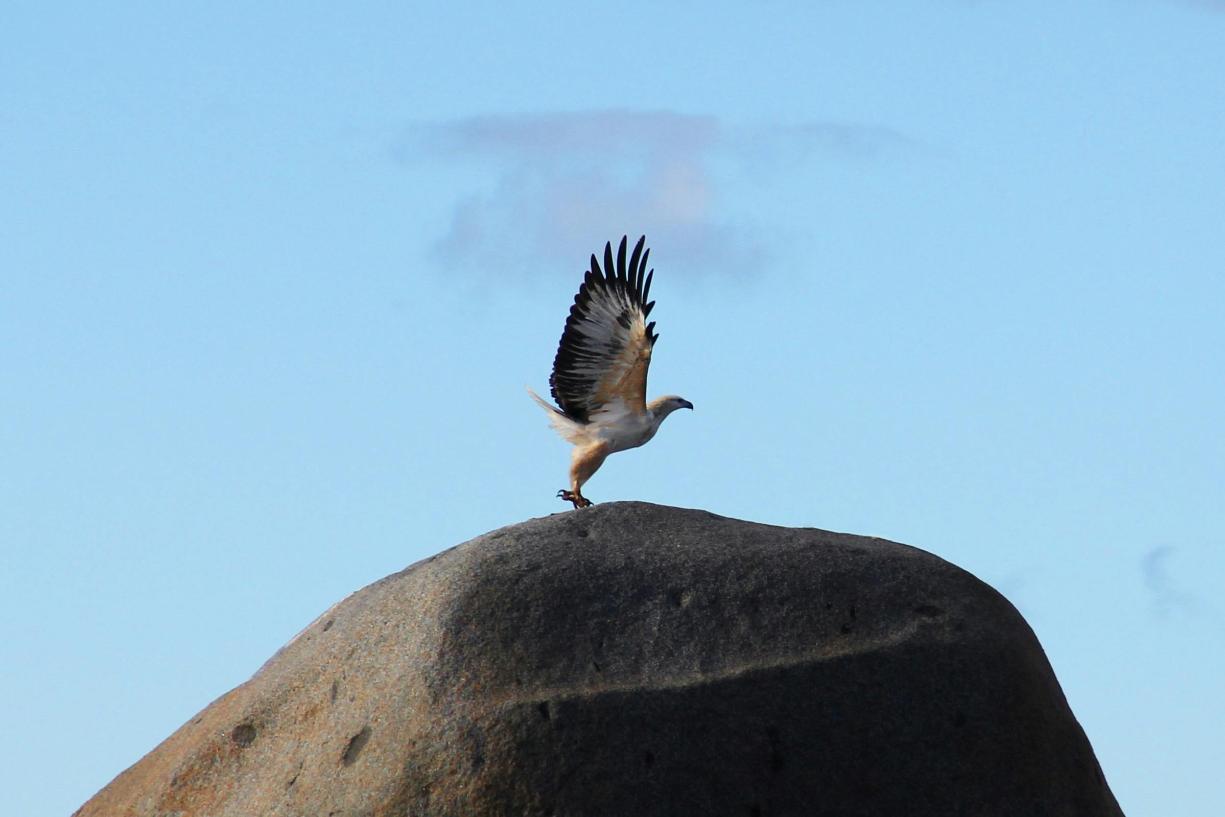 Bay of Fires Sea Eagle