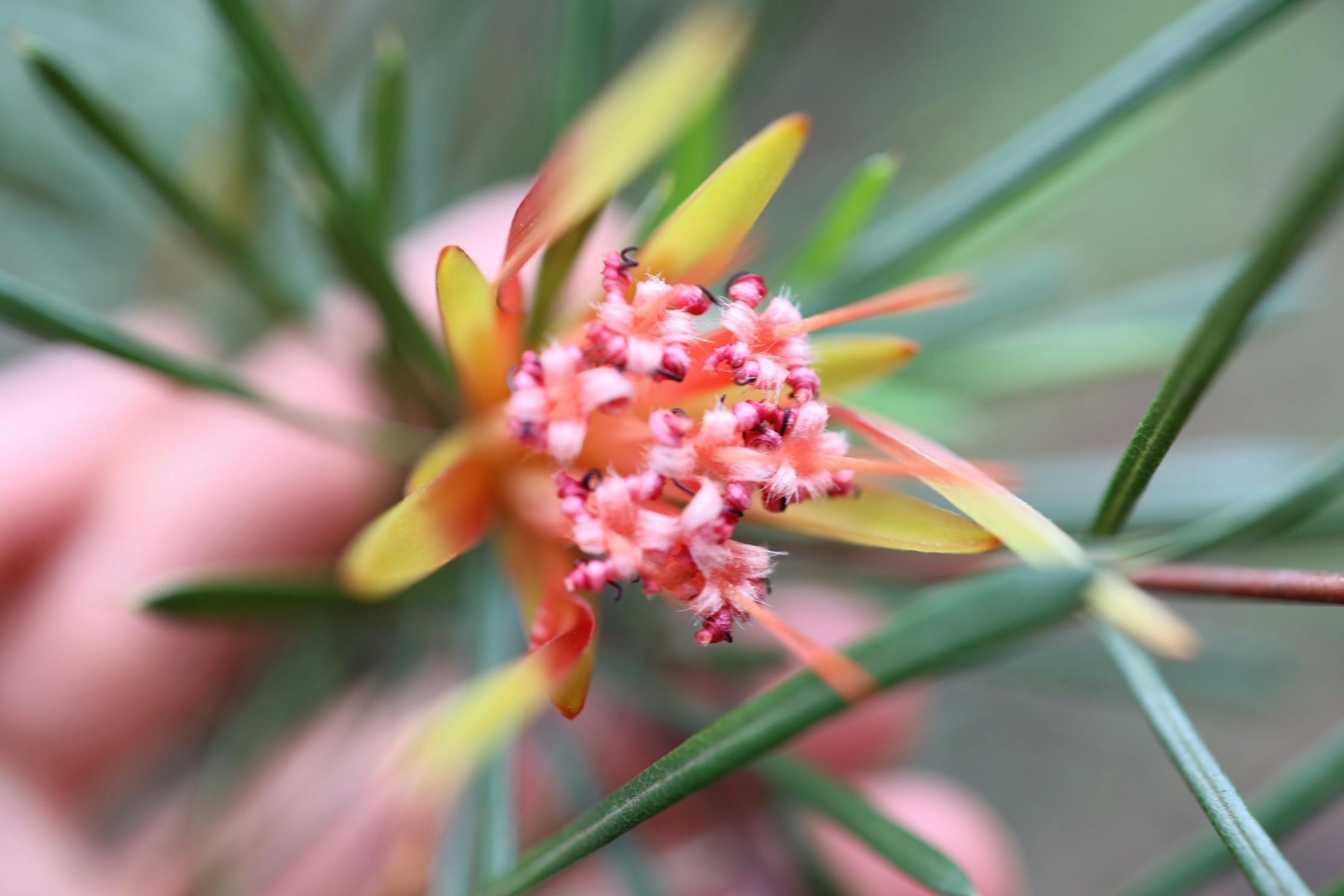 Flower picture mountain devil flower