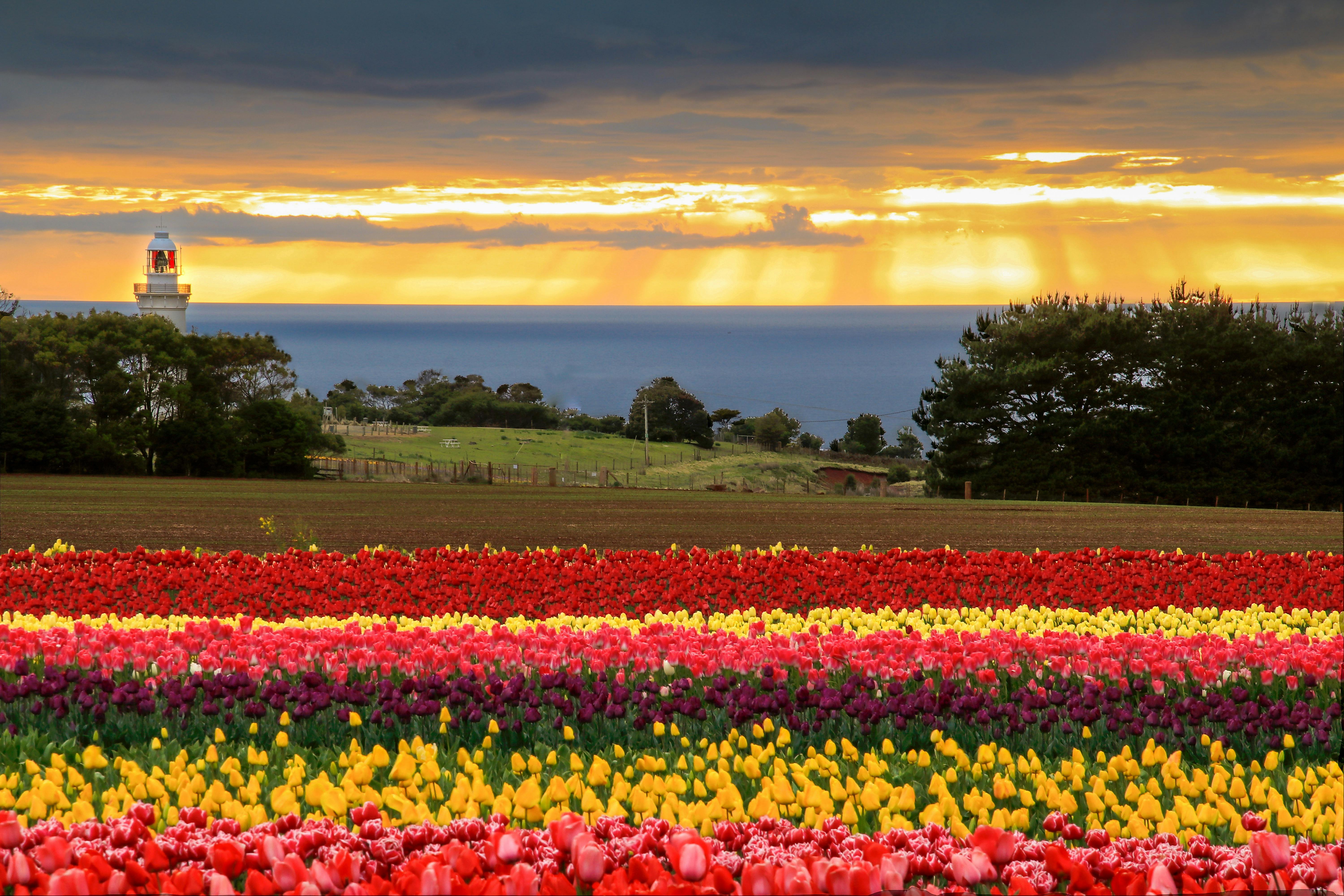 Tulips Spring Tourism Tasmania