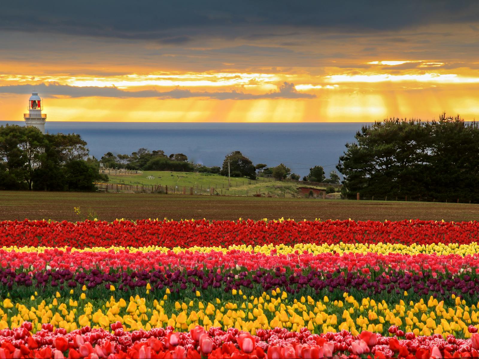 Tulips Spring Tourism Tasmania