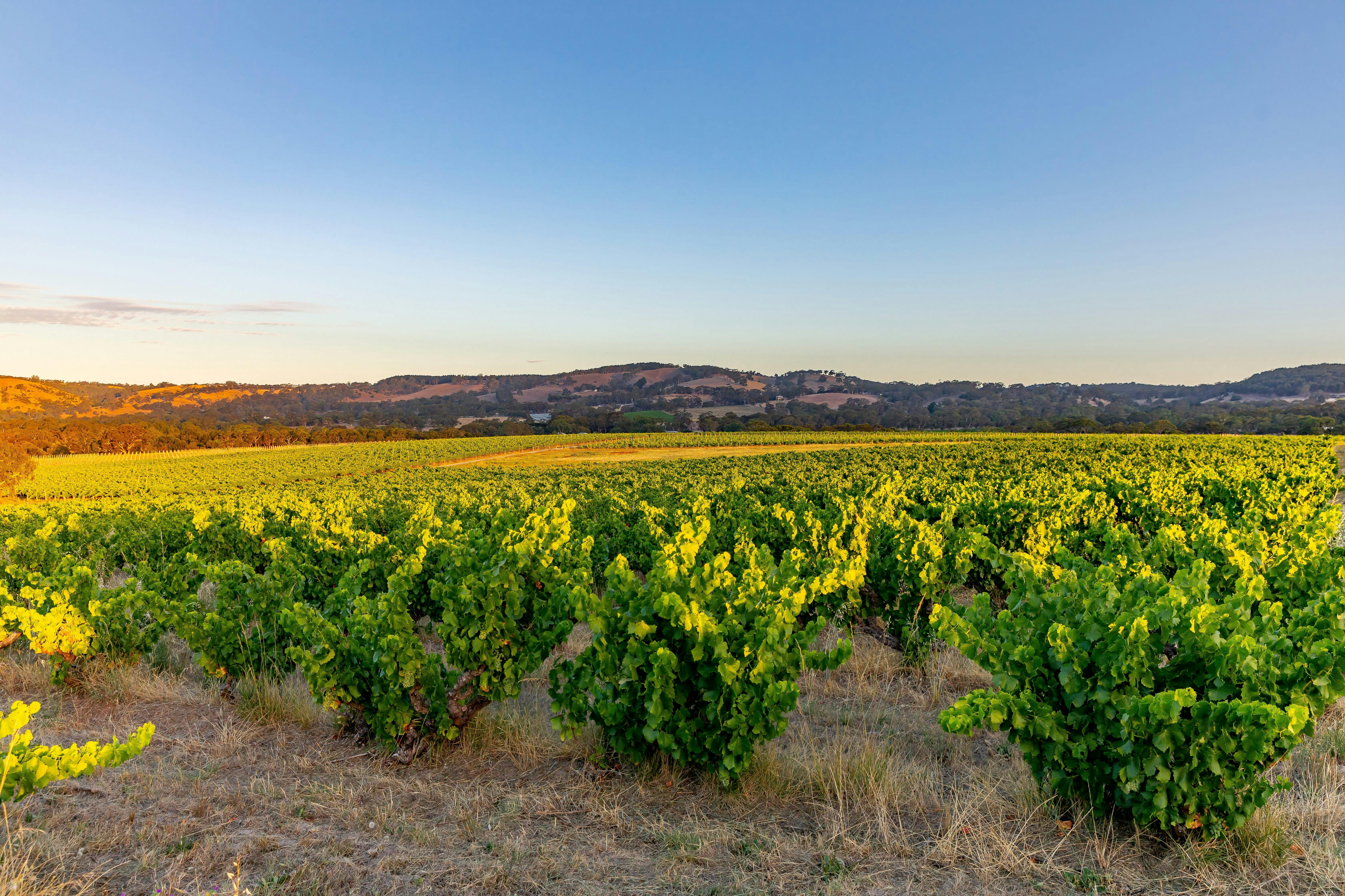 Yangarra Bush Vine Grenache