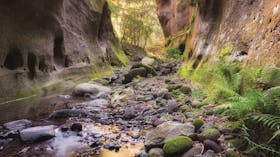 Carnarvon Gorge
