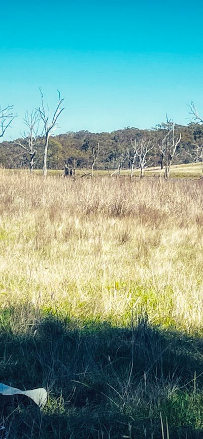 Woman sitting in grasslands looking out at trees