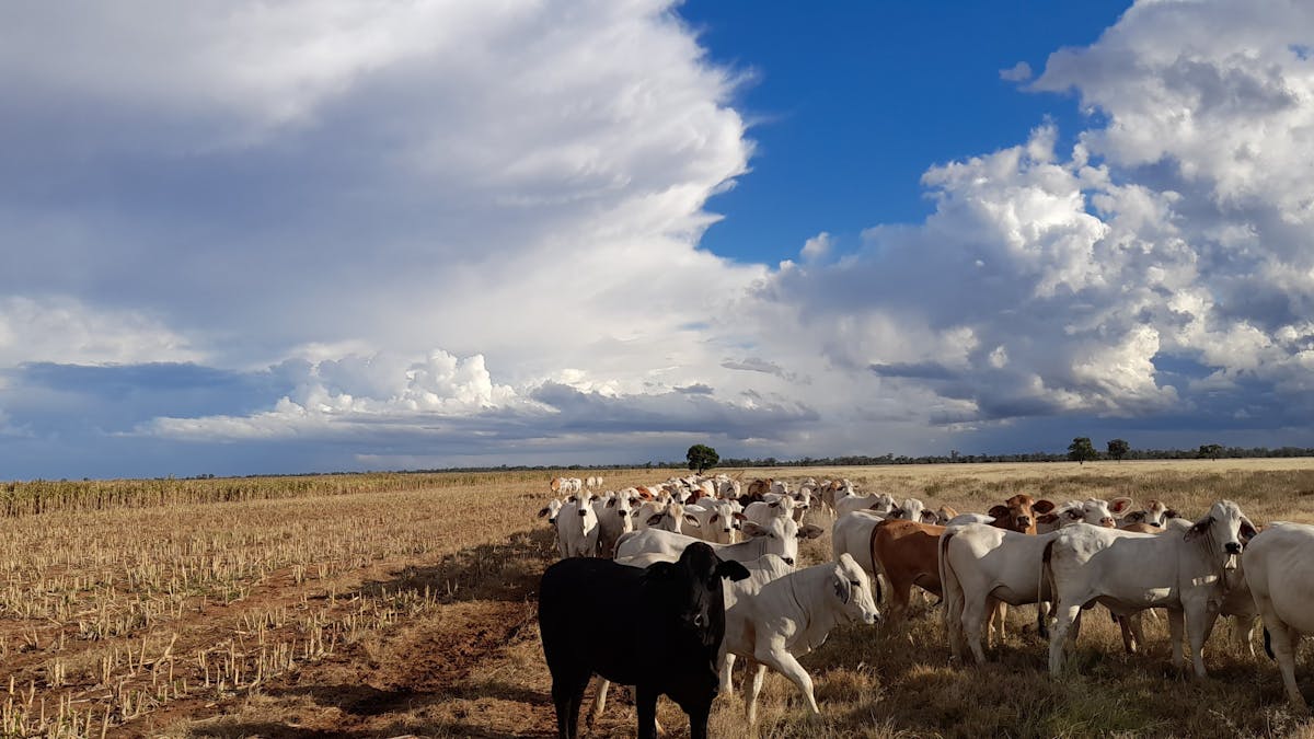 Farming cows