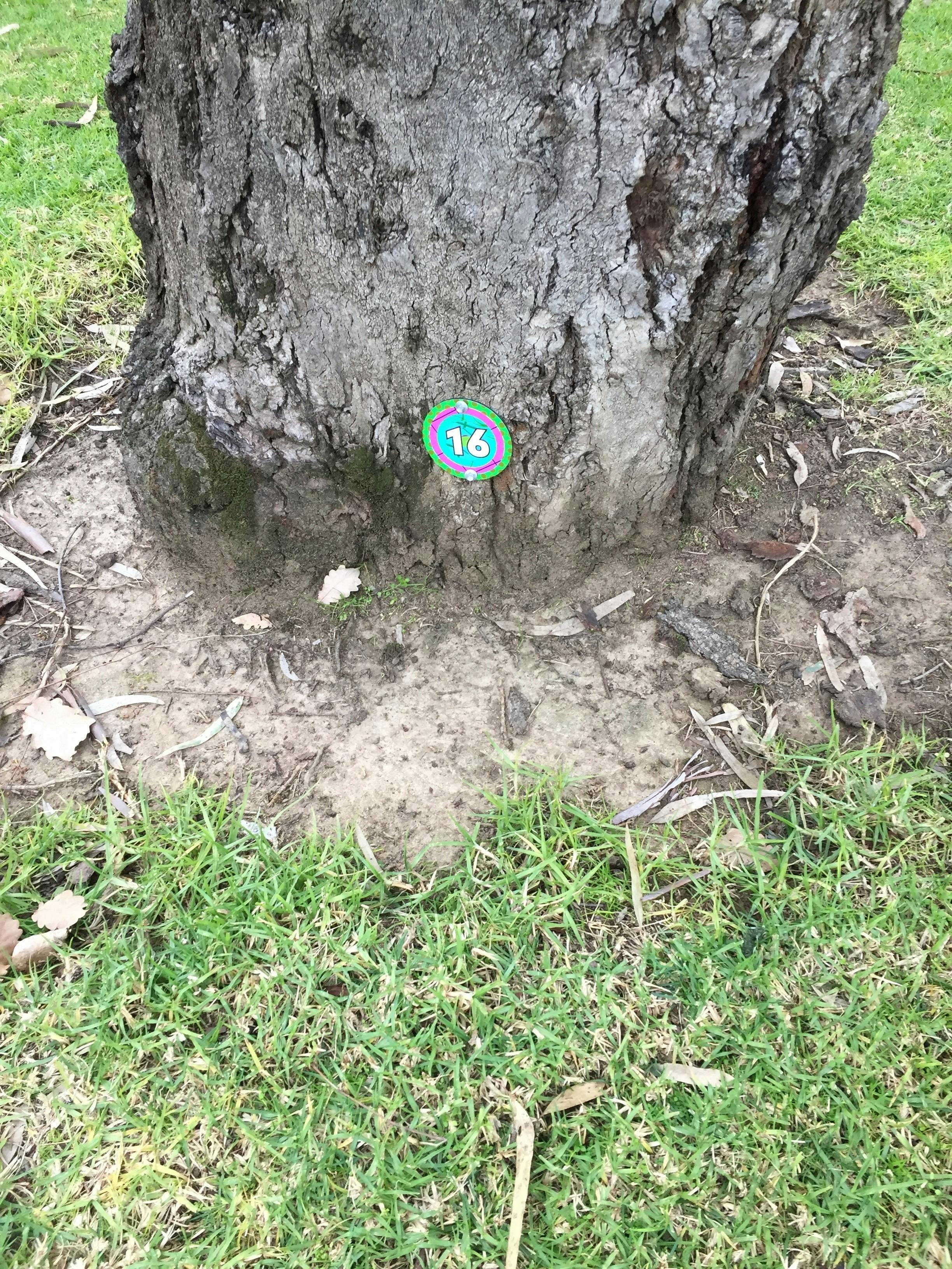 Hidden Creature Disc at bottom of Gum tree in Merriwa Park