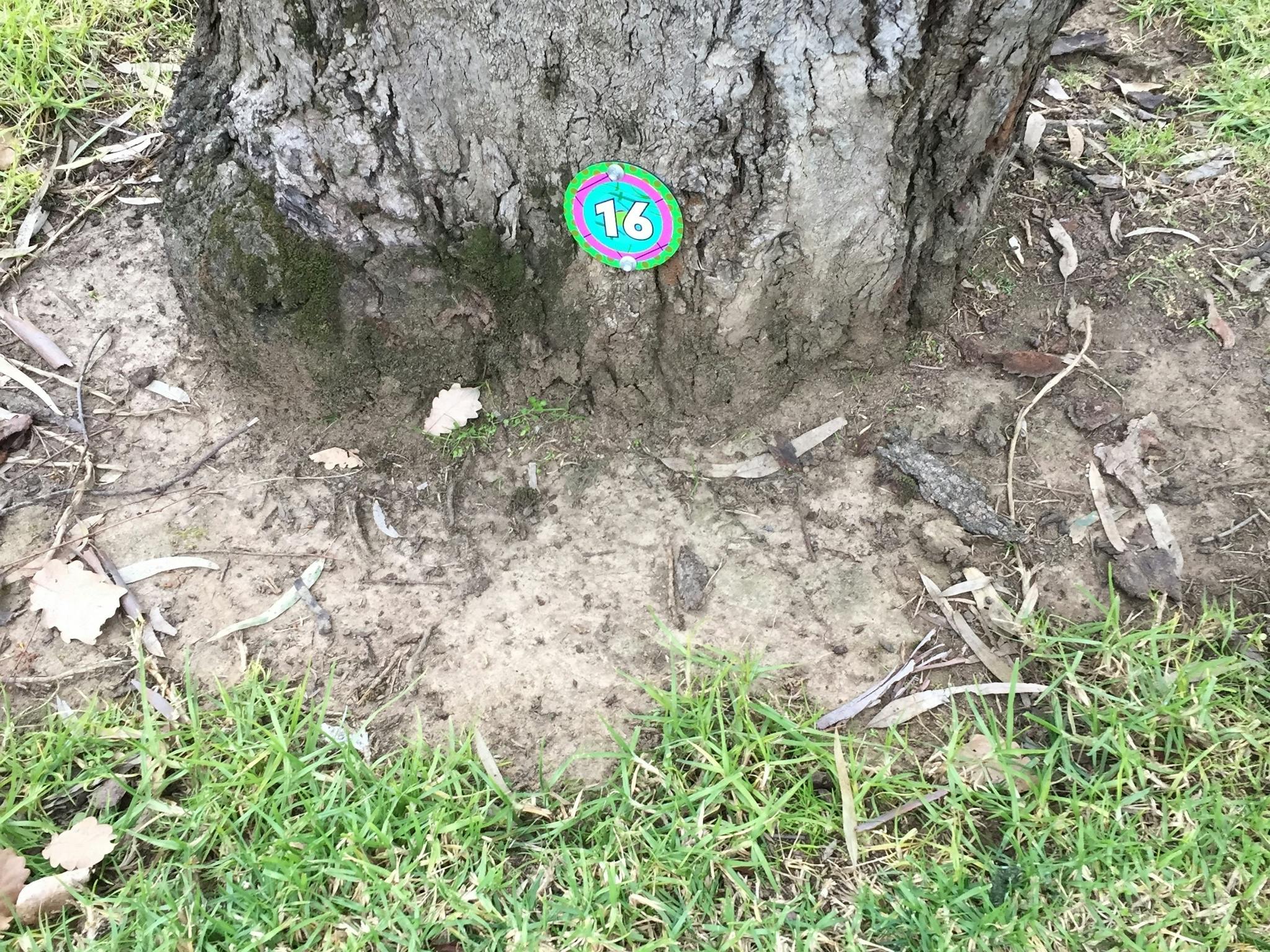 Hidden Creature Disc at bottom of Gum tree in Merriwa Park