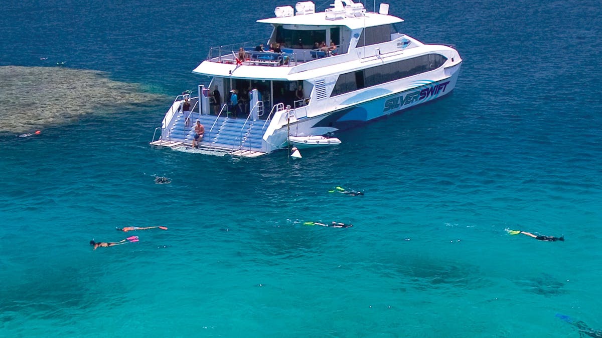 Silverswift at the Reef