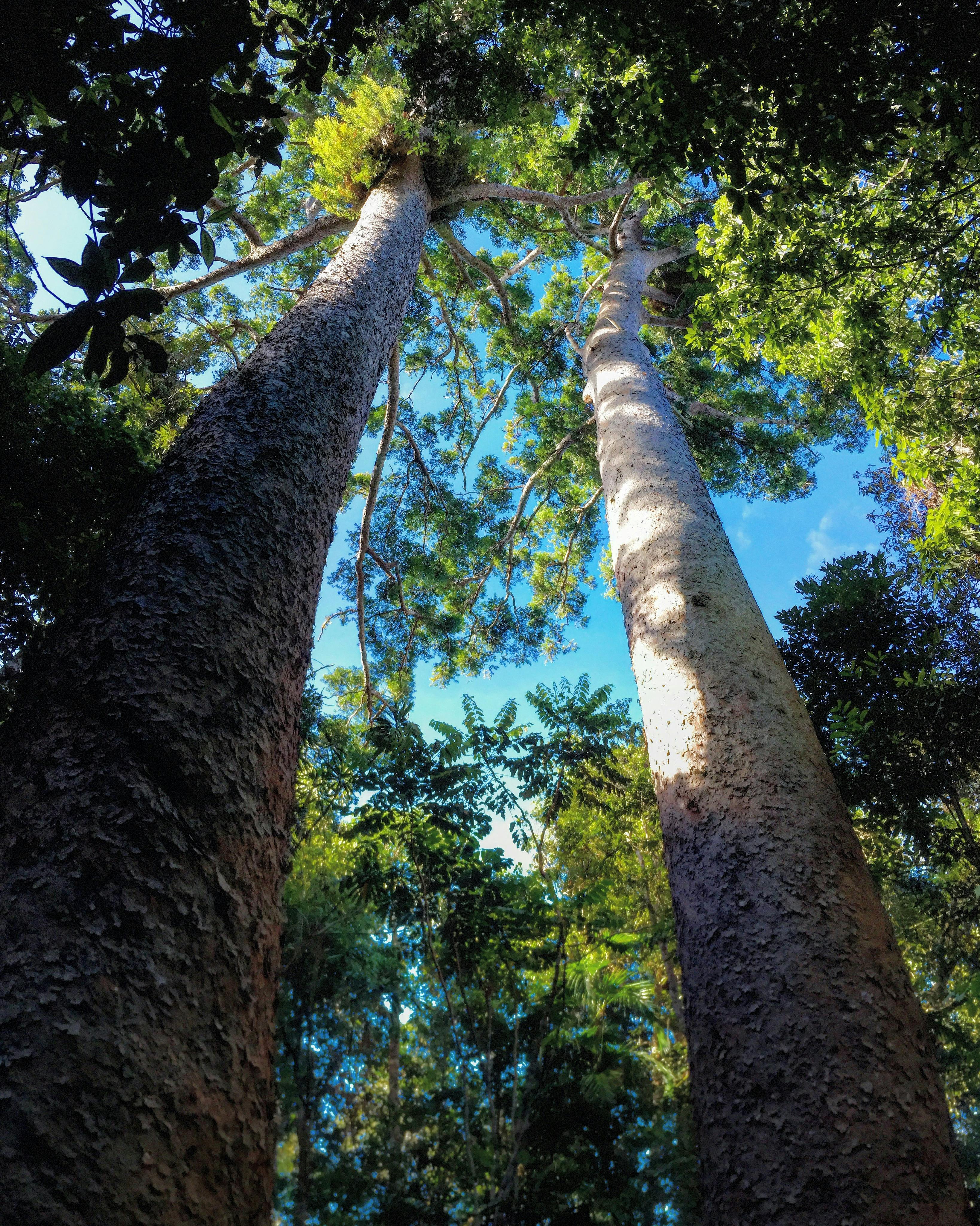 These Ancient trees are nearly 1000 yrs old