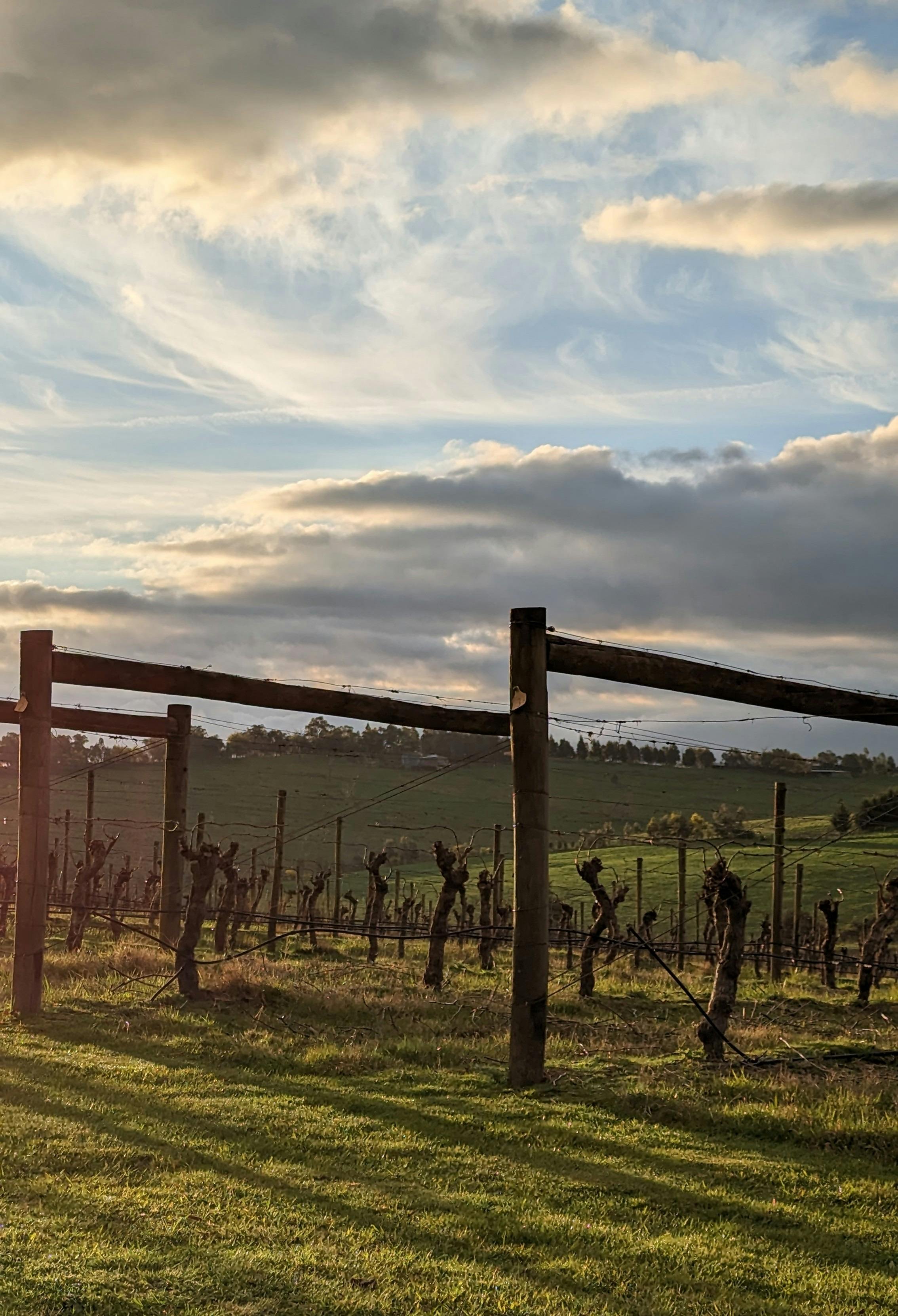 Afternoon vineyard views