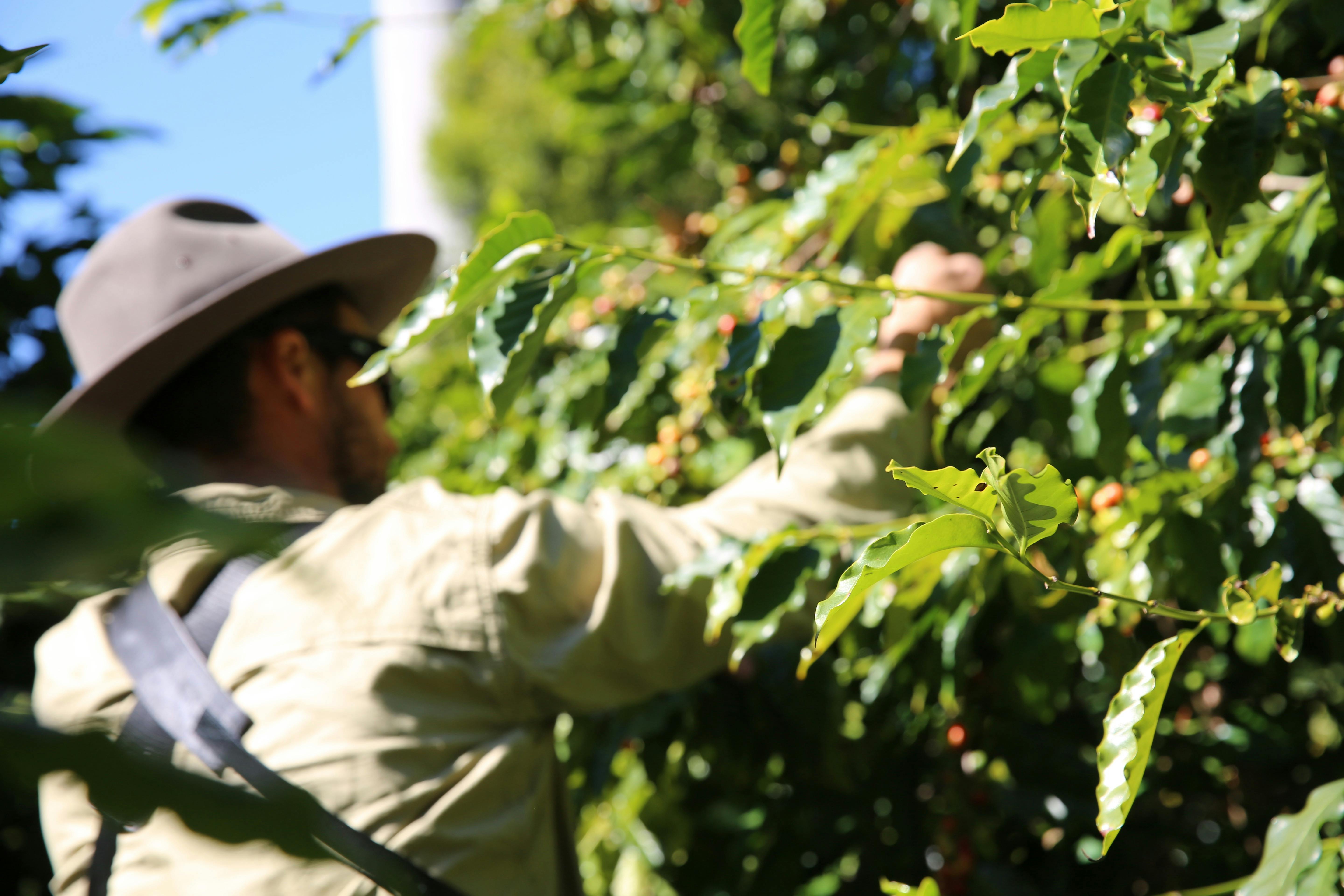Coffee harvesting underway